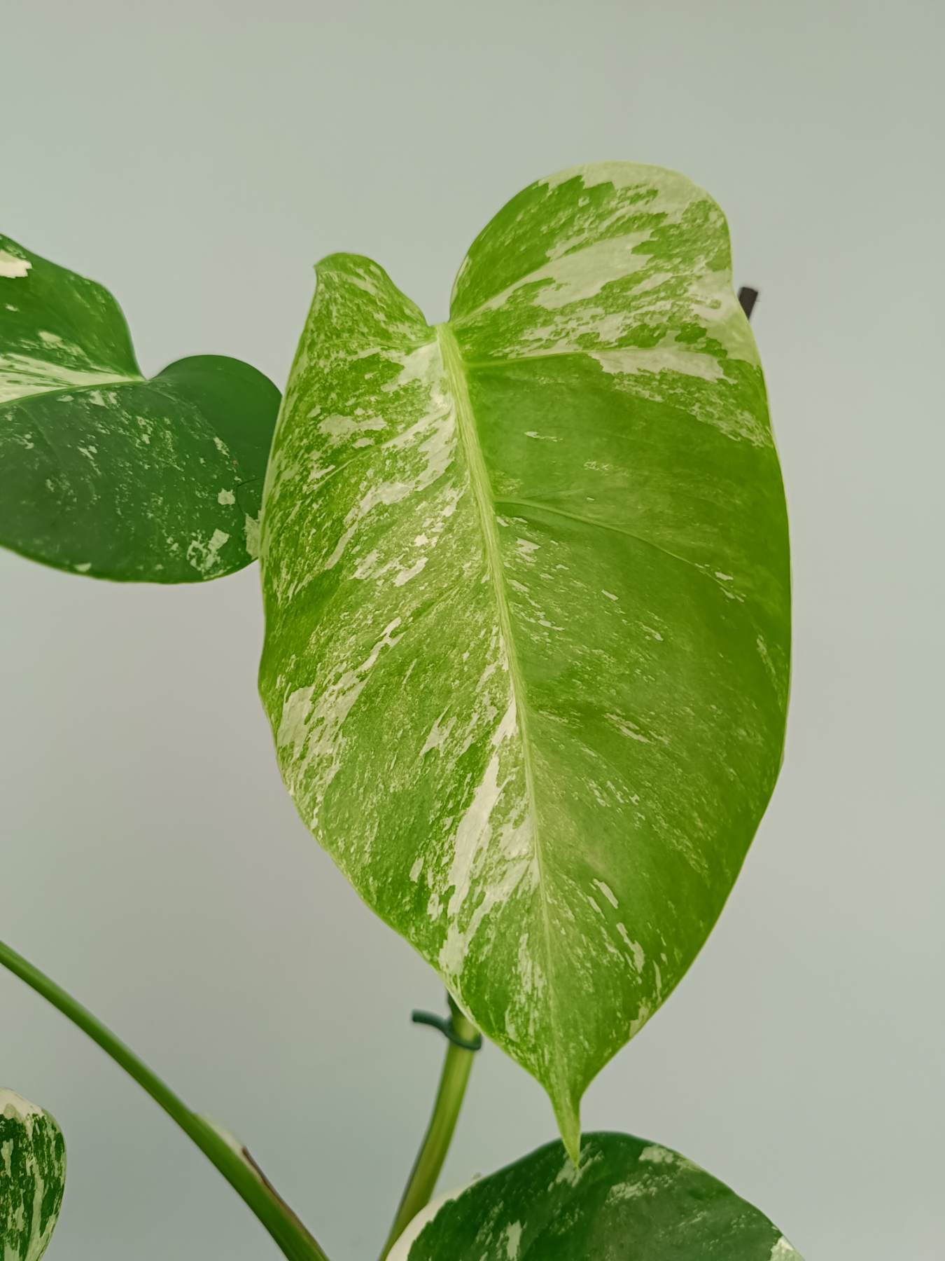Monstera Albo Variegata