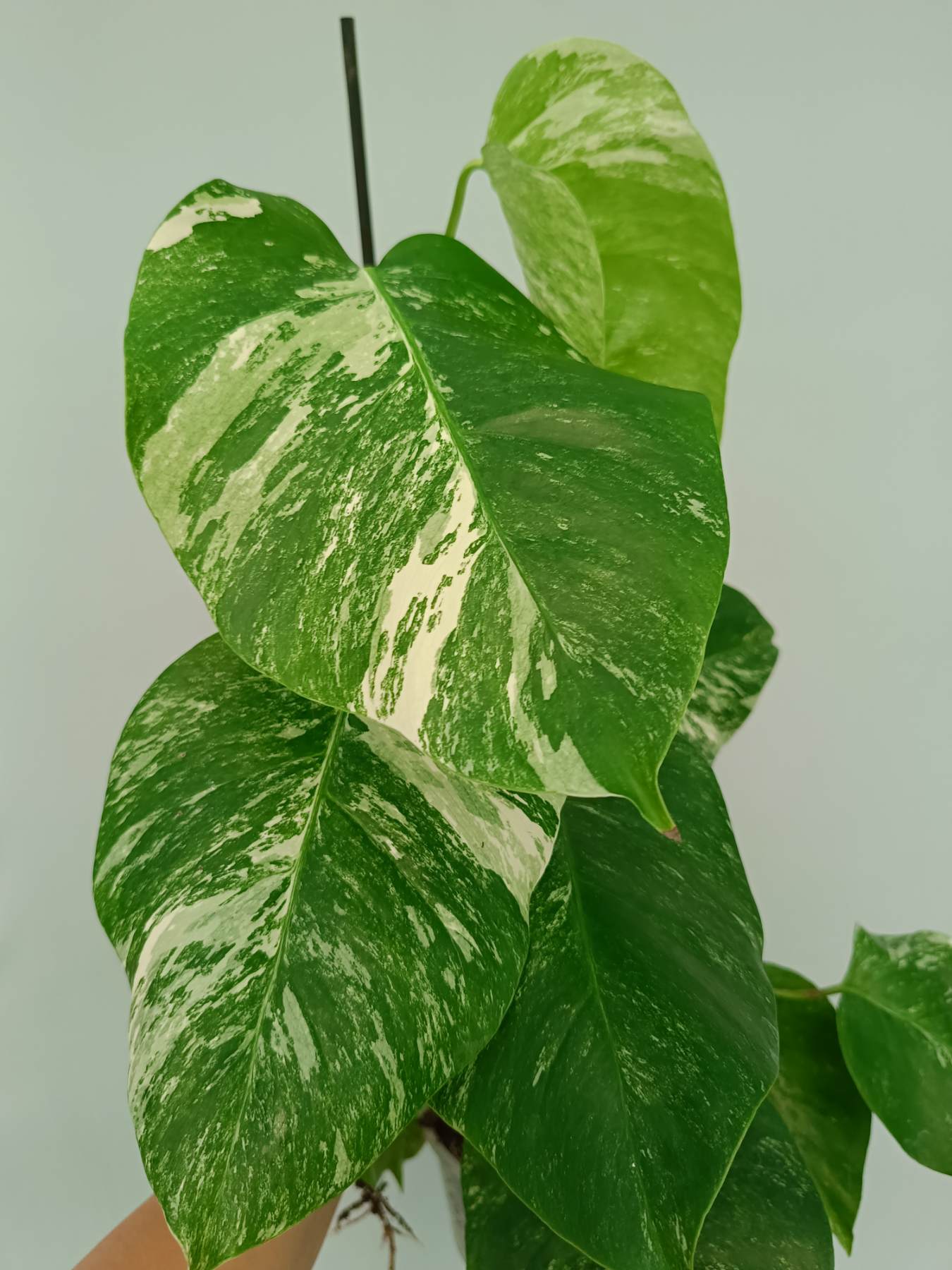 Monstera Albo Variegata