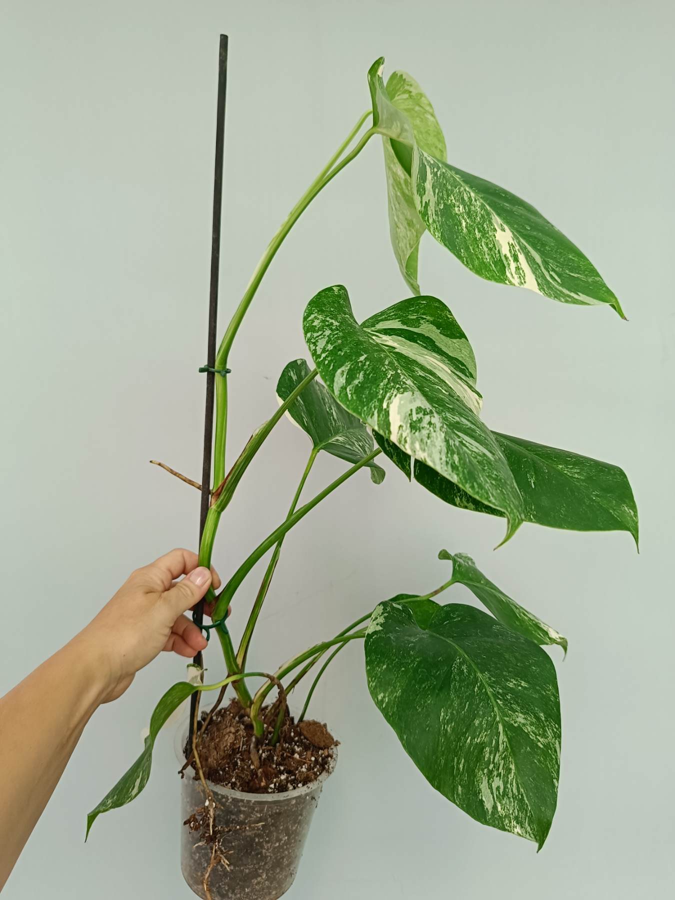 Monstera Albo Variegata