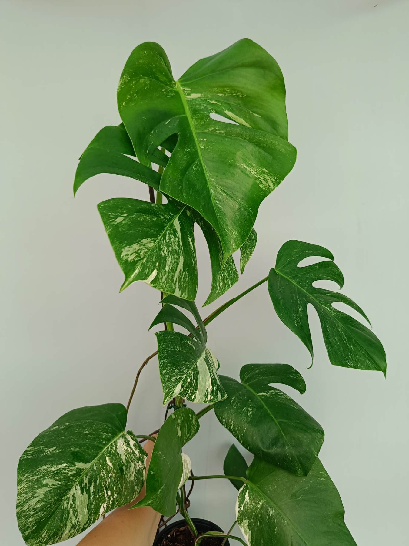 Monstera Albo Variegata