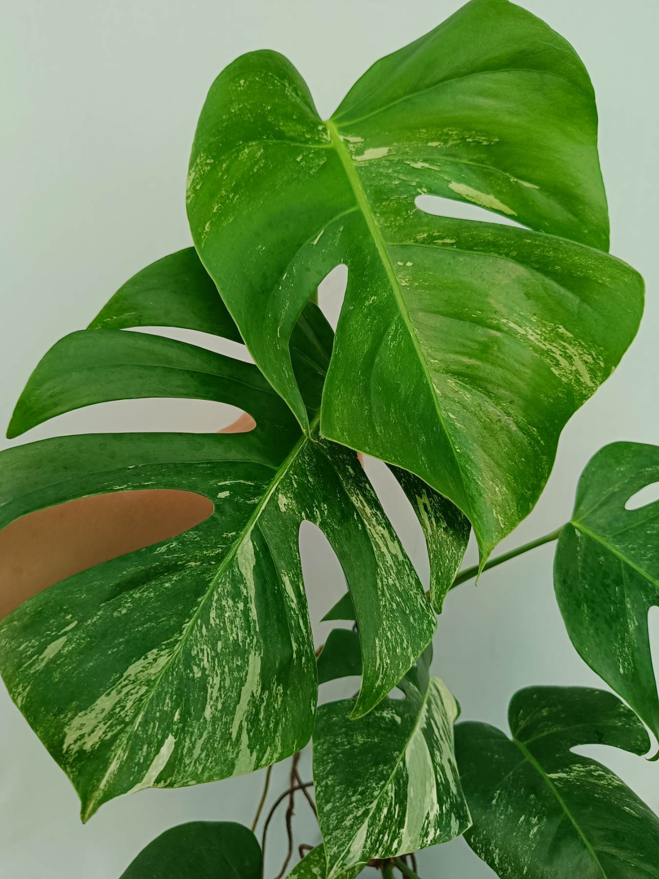 Monstera Albo Variegata