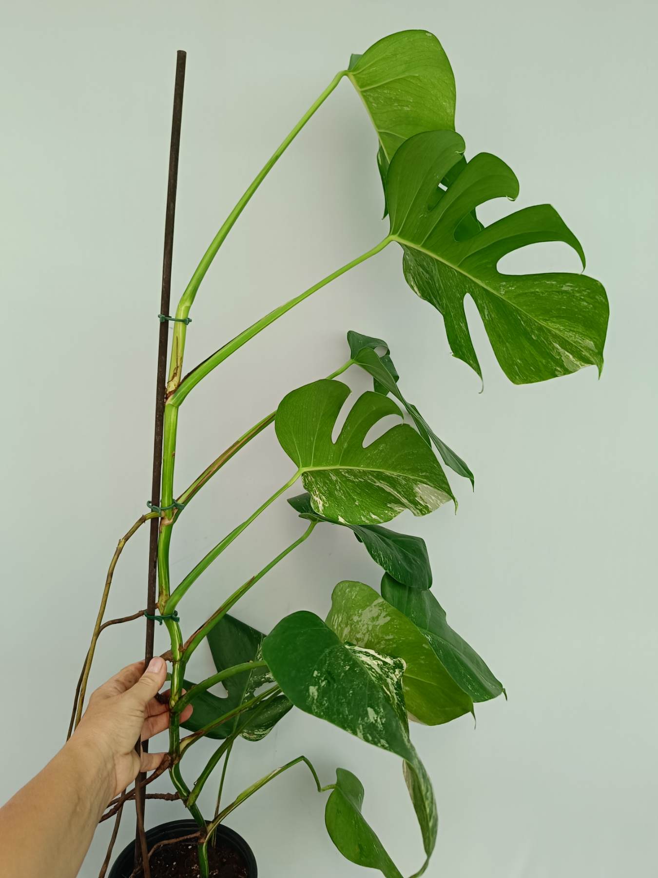 Monstera Albo Variegata