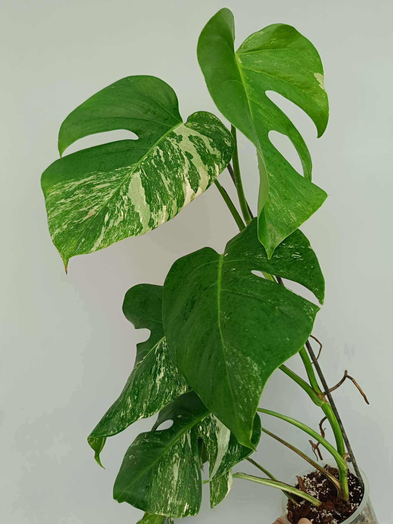 Monstera Albo Variegata