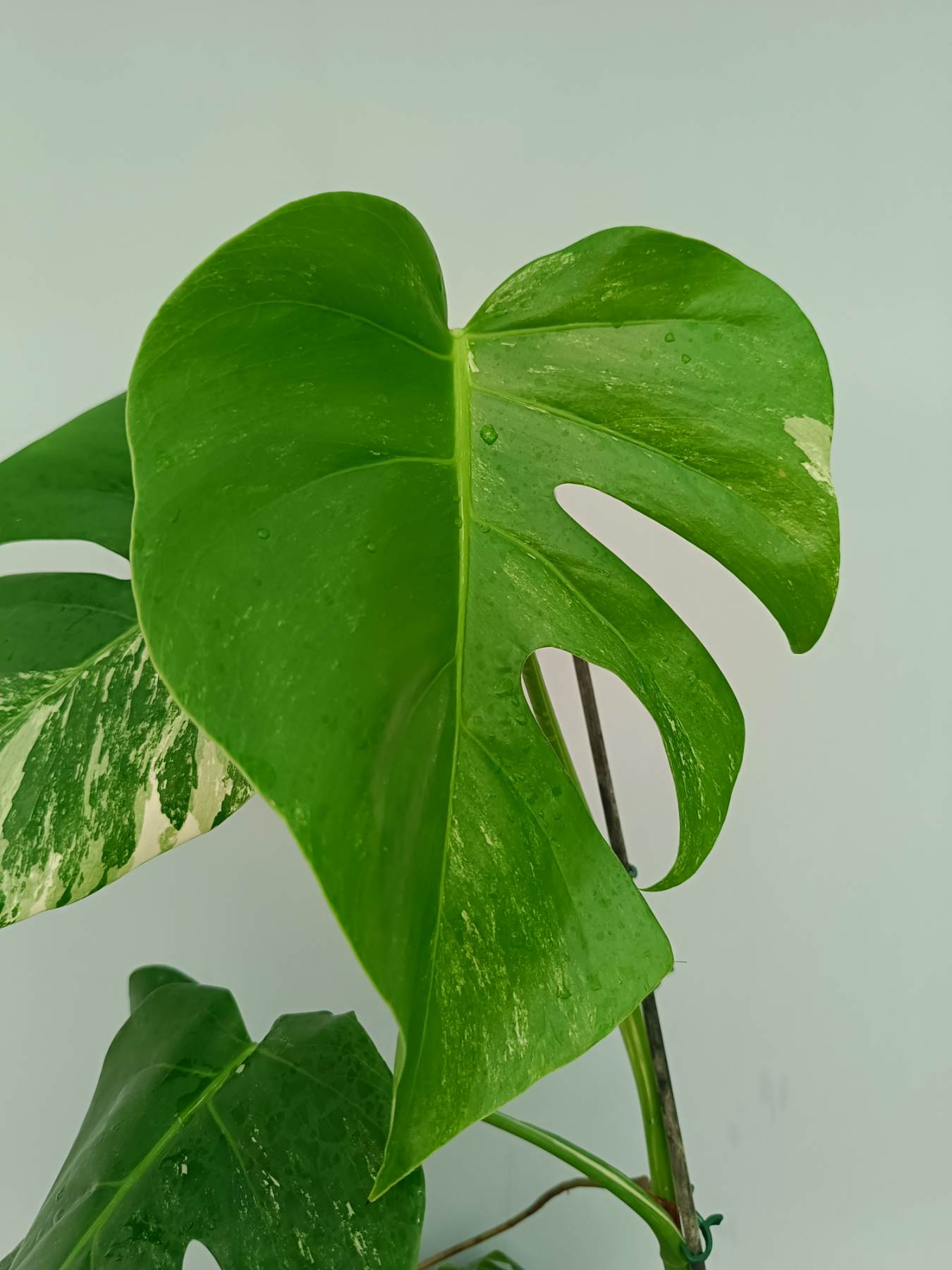 Monstera Albo Variegata