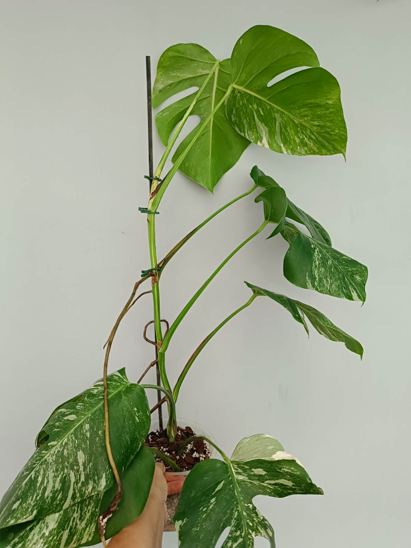 Monstera Albo Variegata