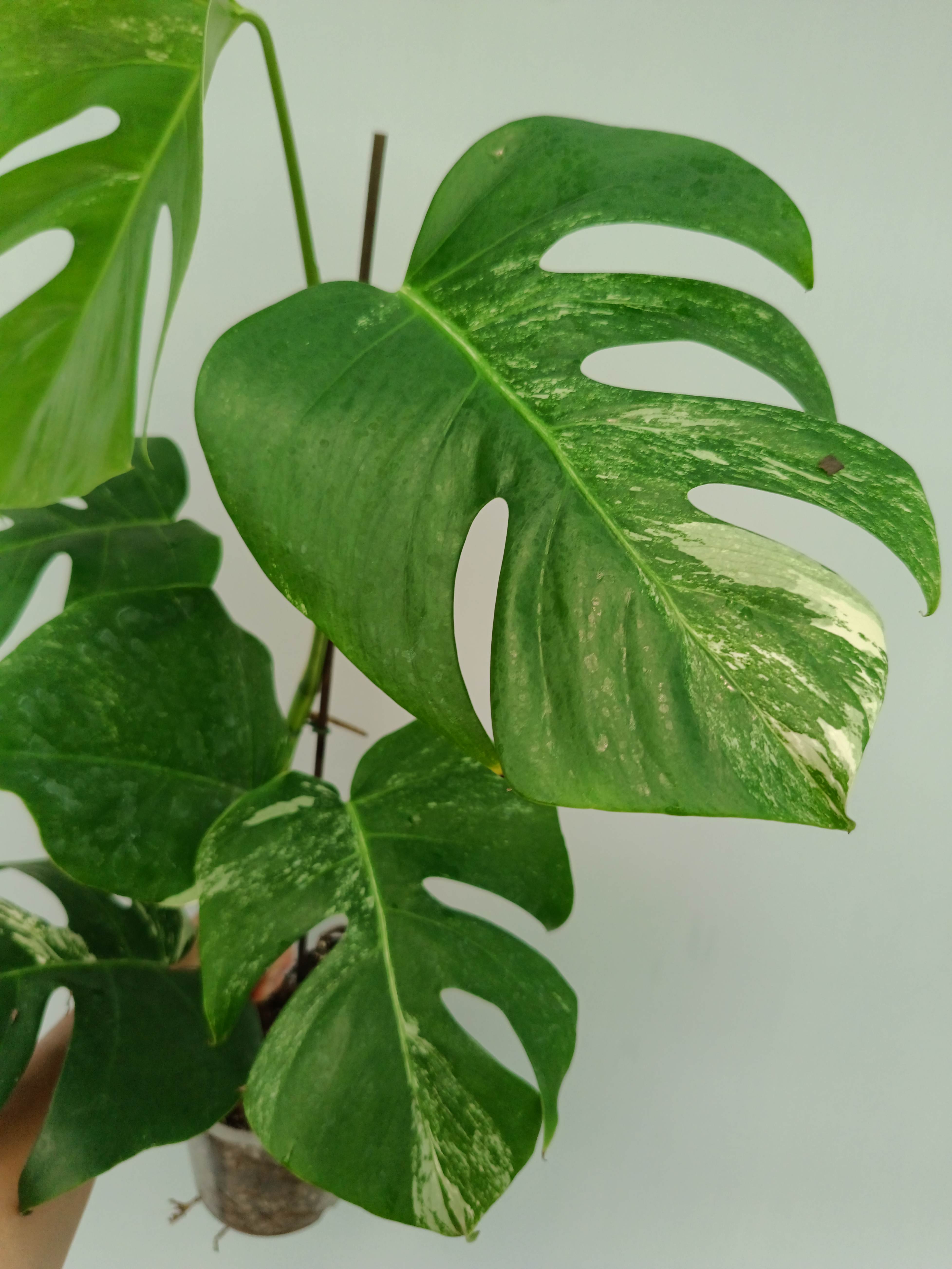 Monstera Albo Variegata