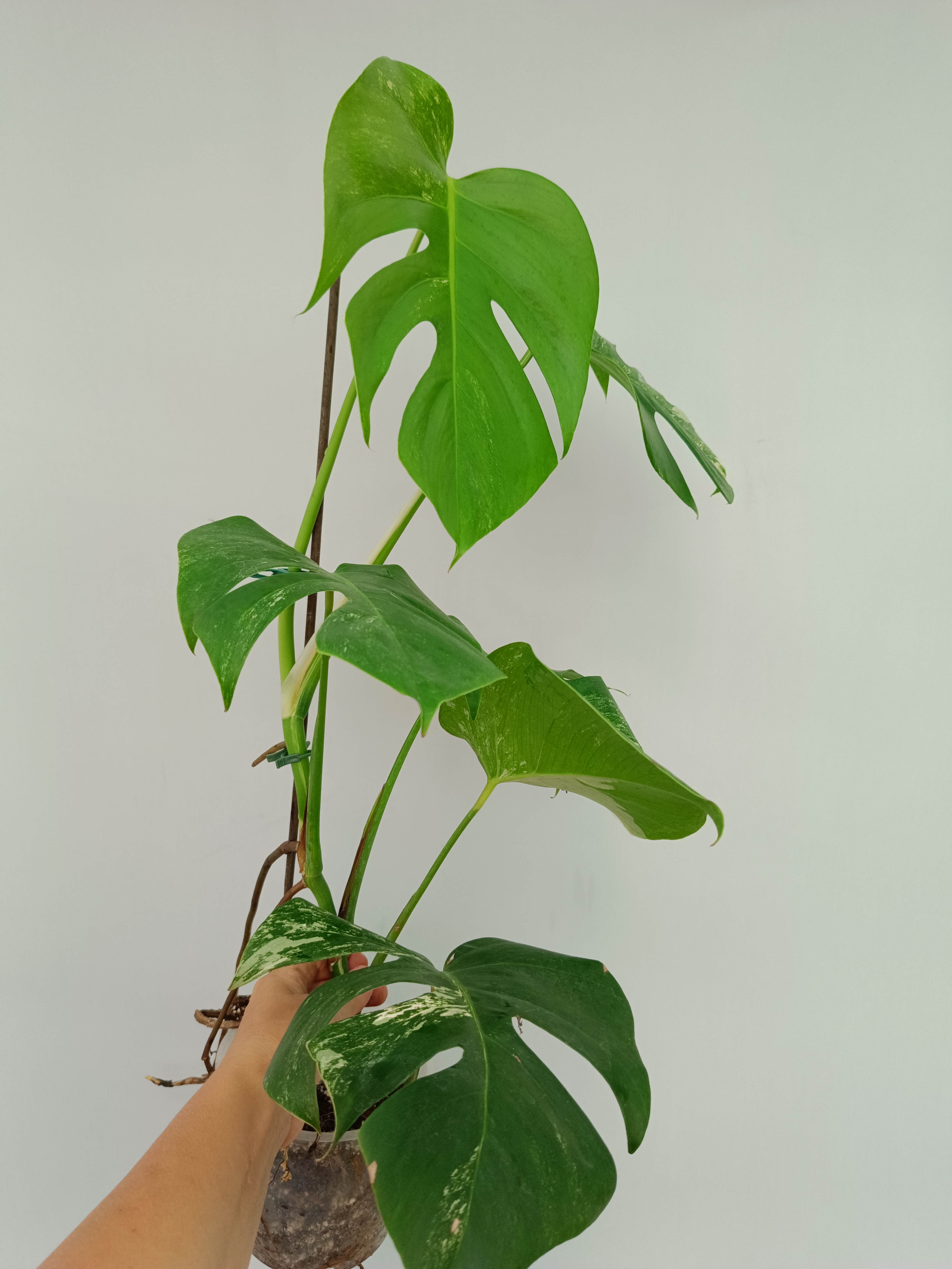 Monstera Albo Variegata