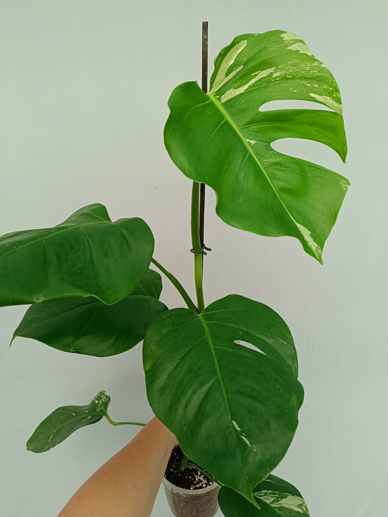 Monstera Albo Variegata