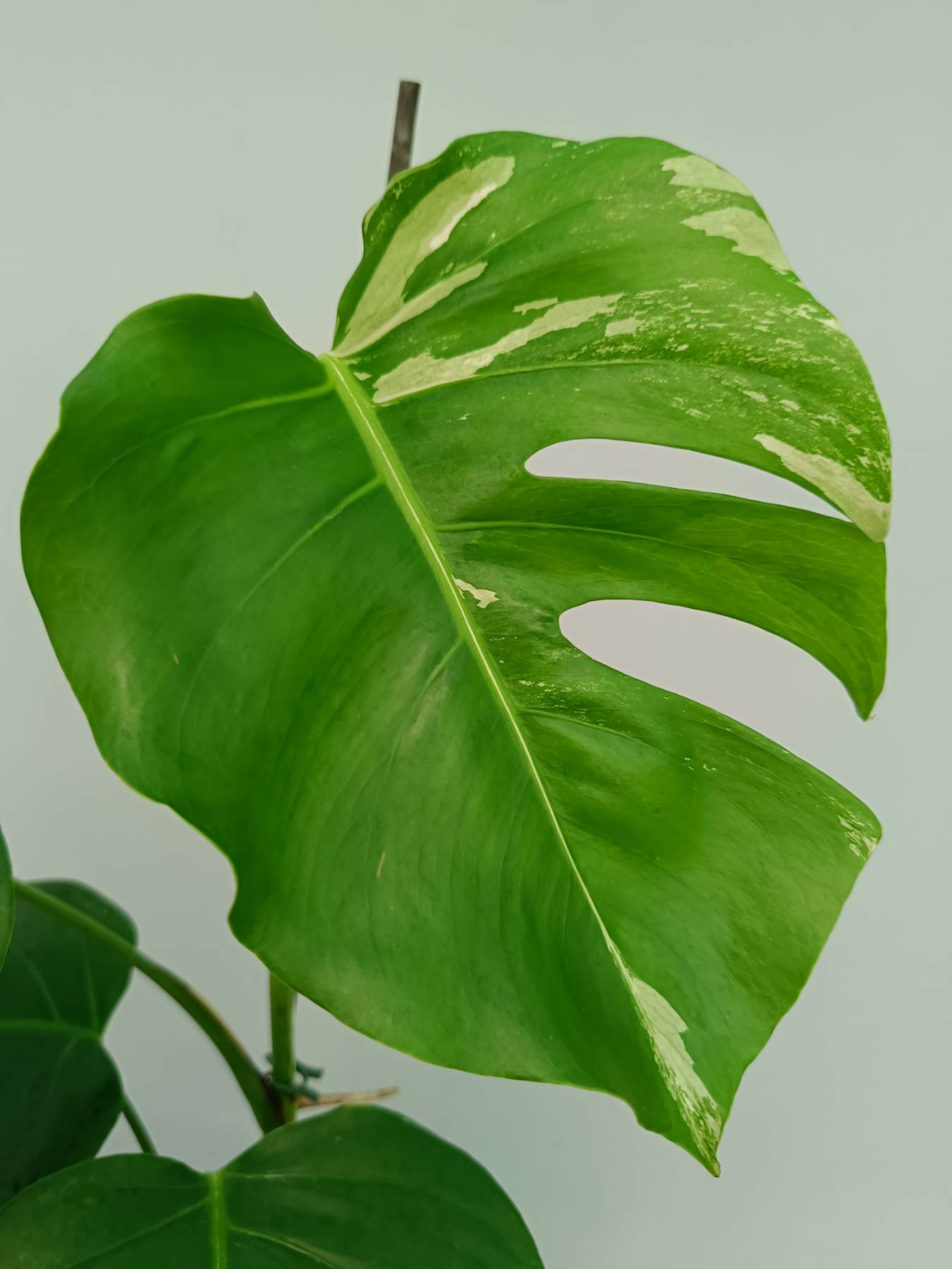 Monstera Albo Variegata
