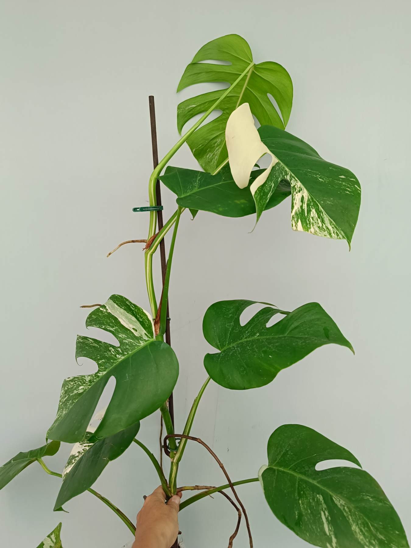 Monstera Albo Variegata