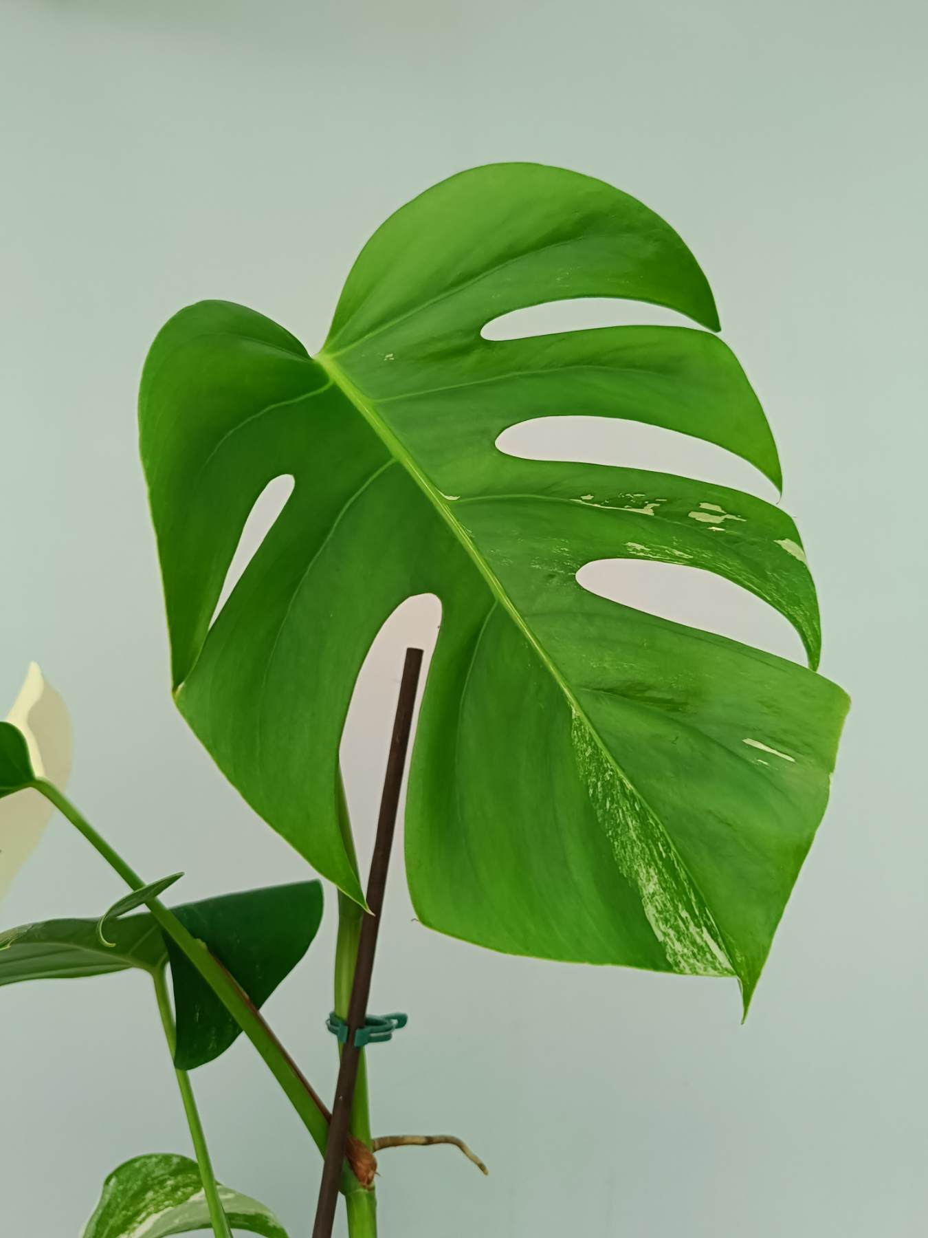 Monstera Albo Variegata