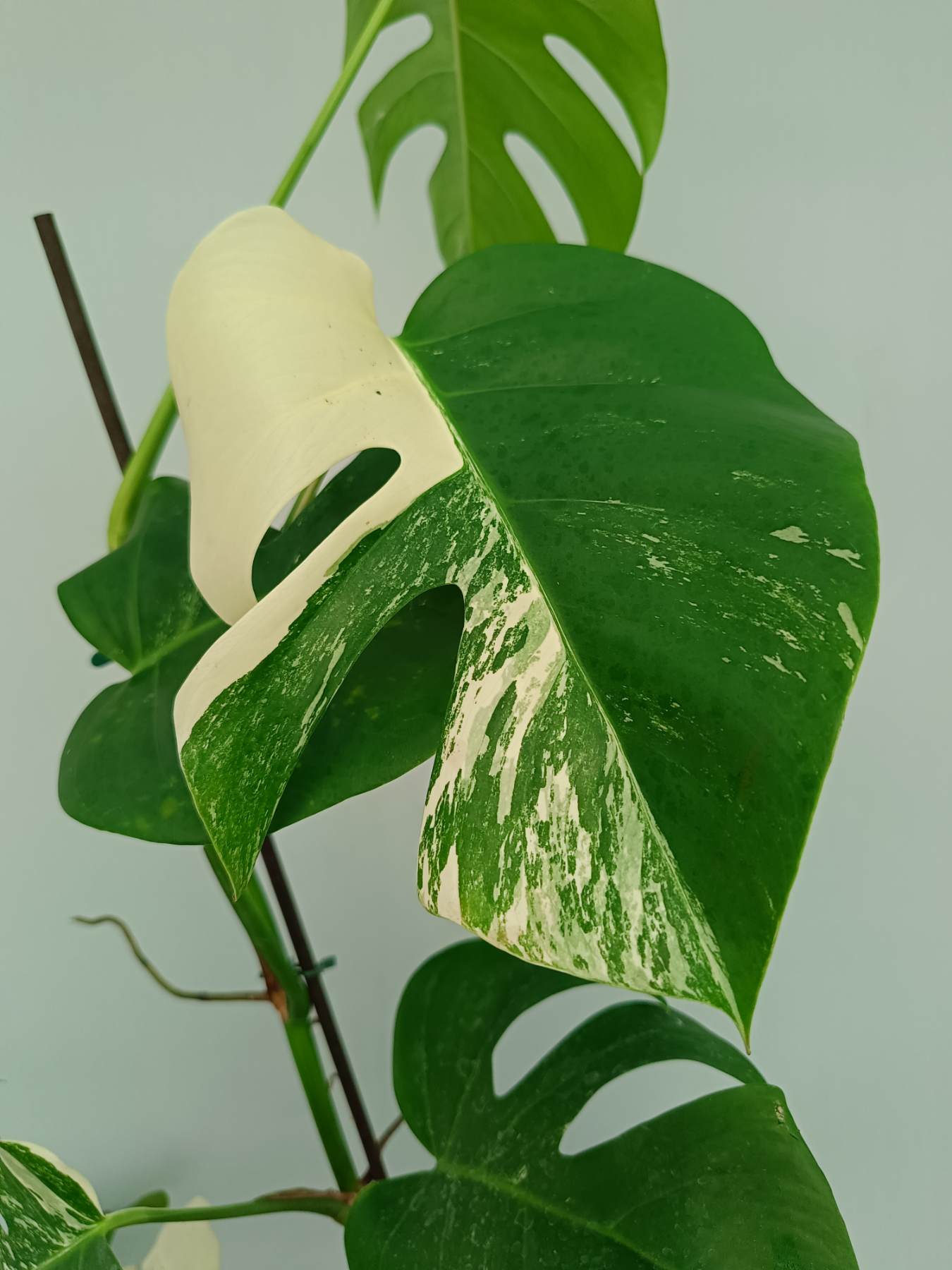 Monstera Albo Variegata