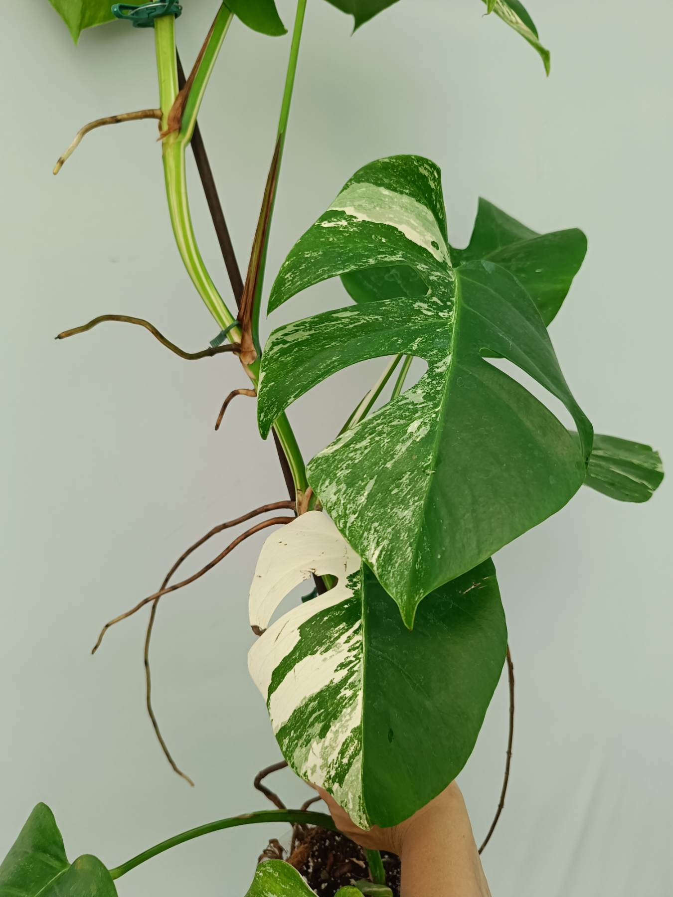 Monstera Albo Variegata