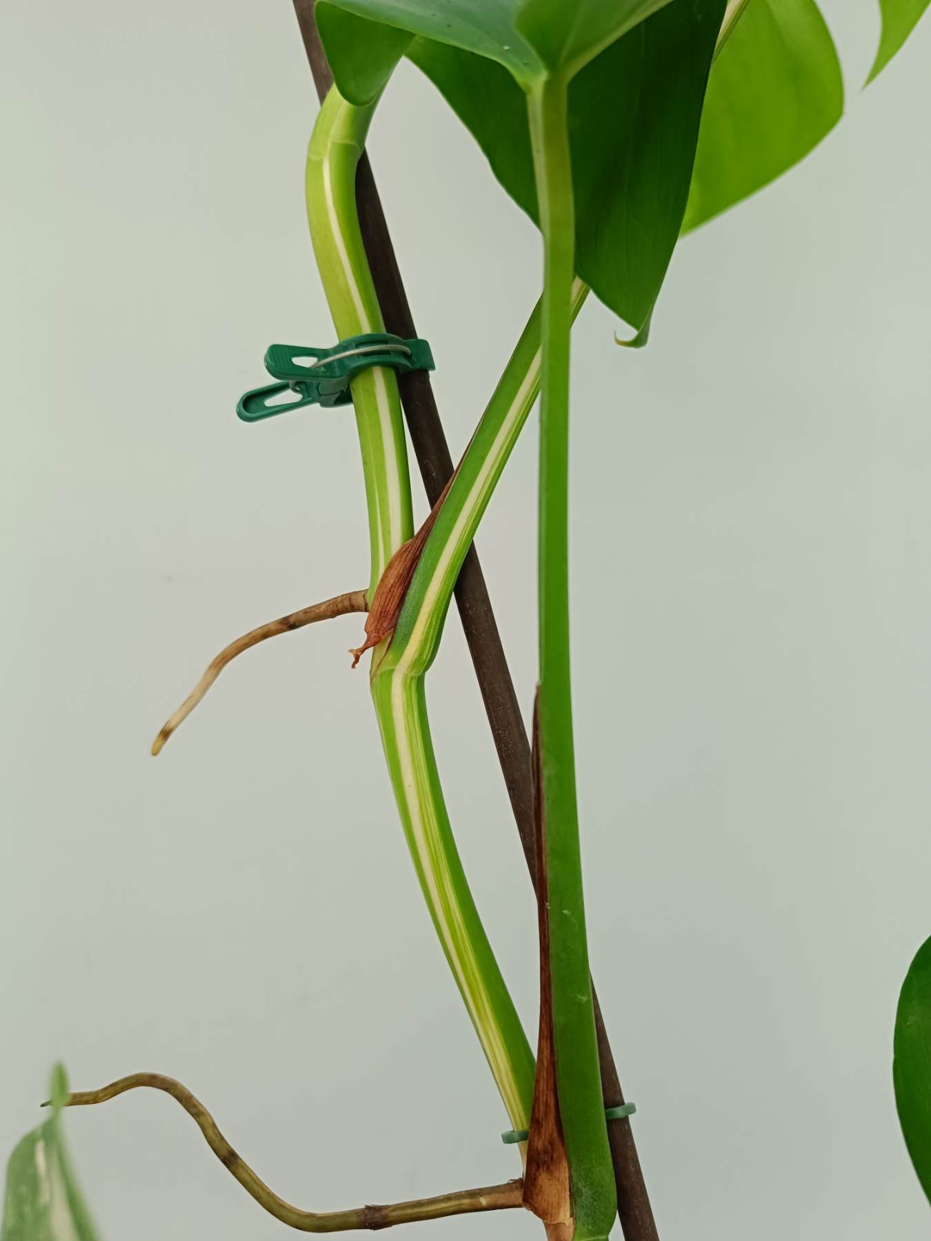 Monstera Albo Variegata