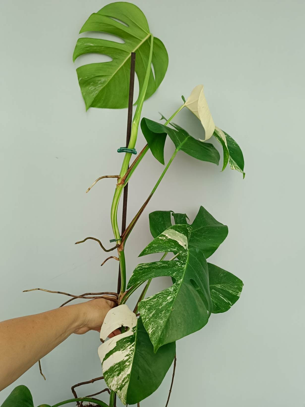 Monstera Albo Variegata