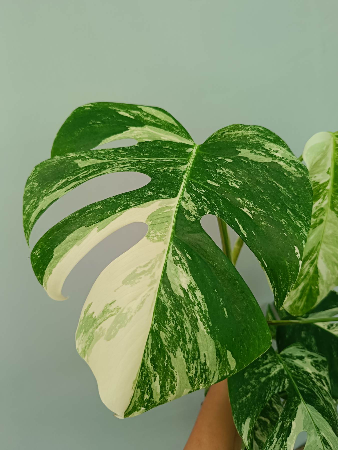 Monstera Albo Variegata
