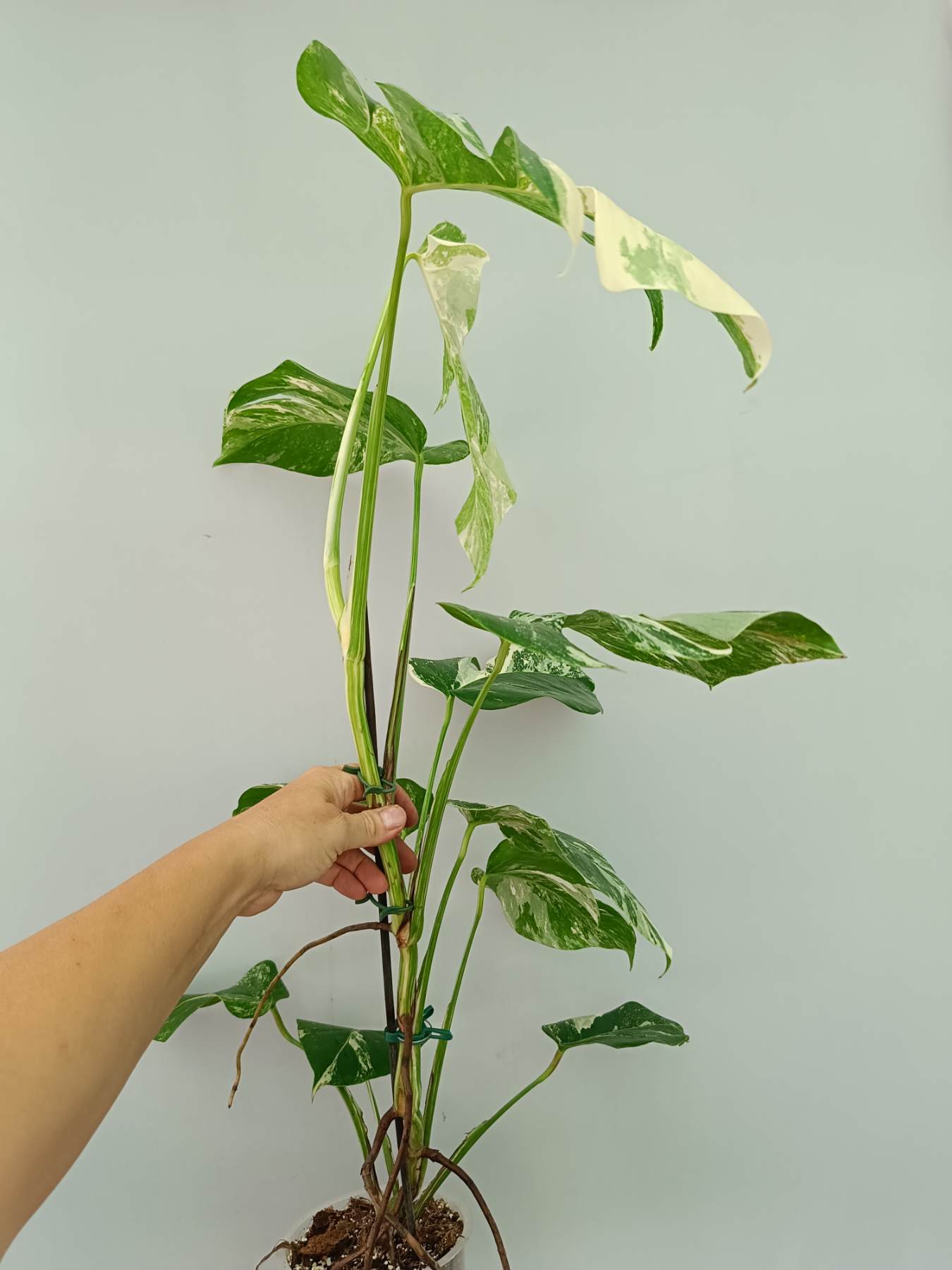 Monstera Albo Variegata
