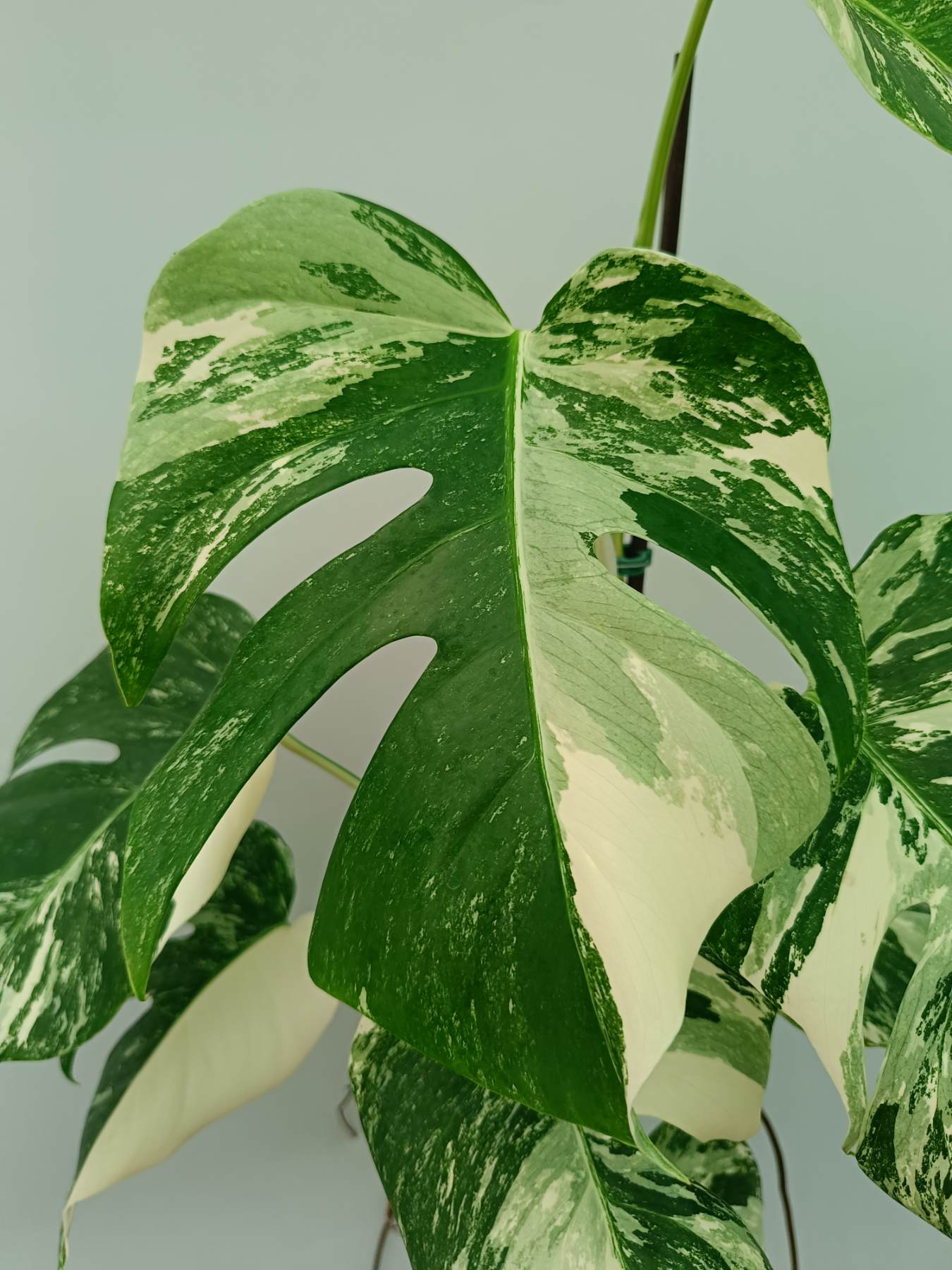 monstera deliciosa variegata samen Monstera Albo Variegata