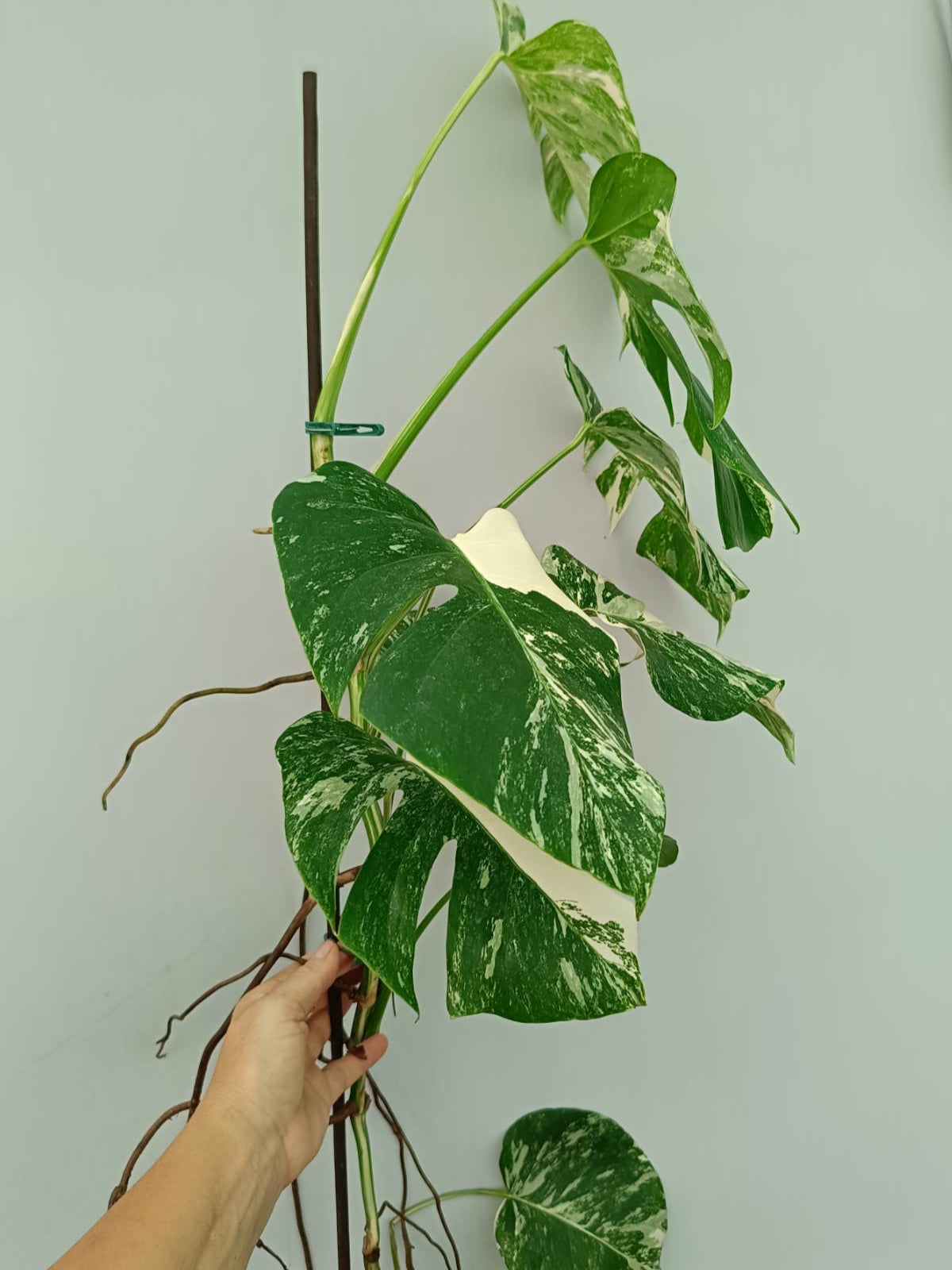 albo monstera sale Monstera Albo Variegata