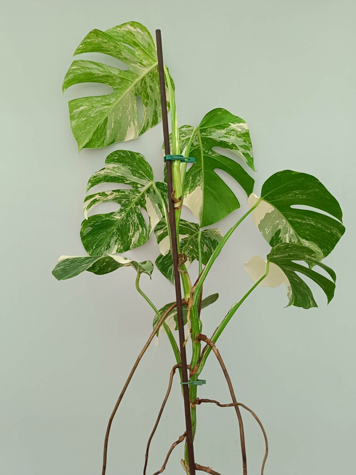 philodendron monstera albo Monstera Albo Variegata