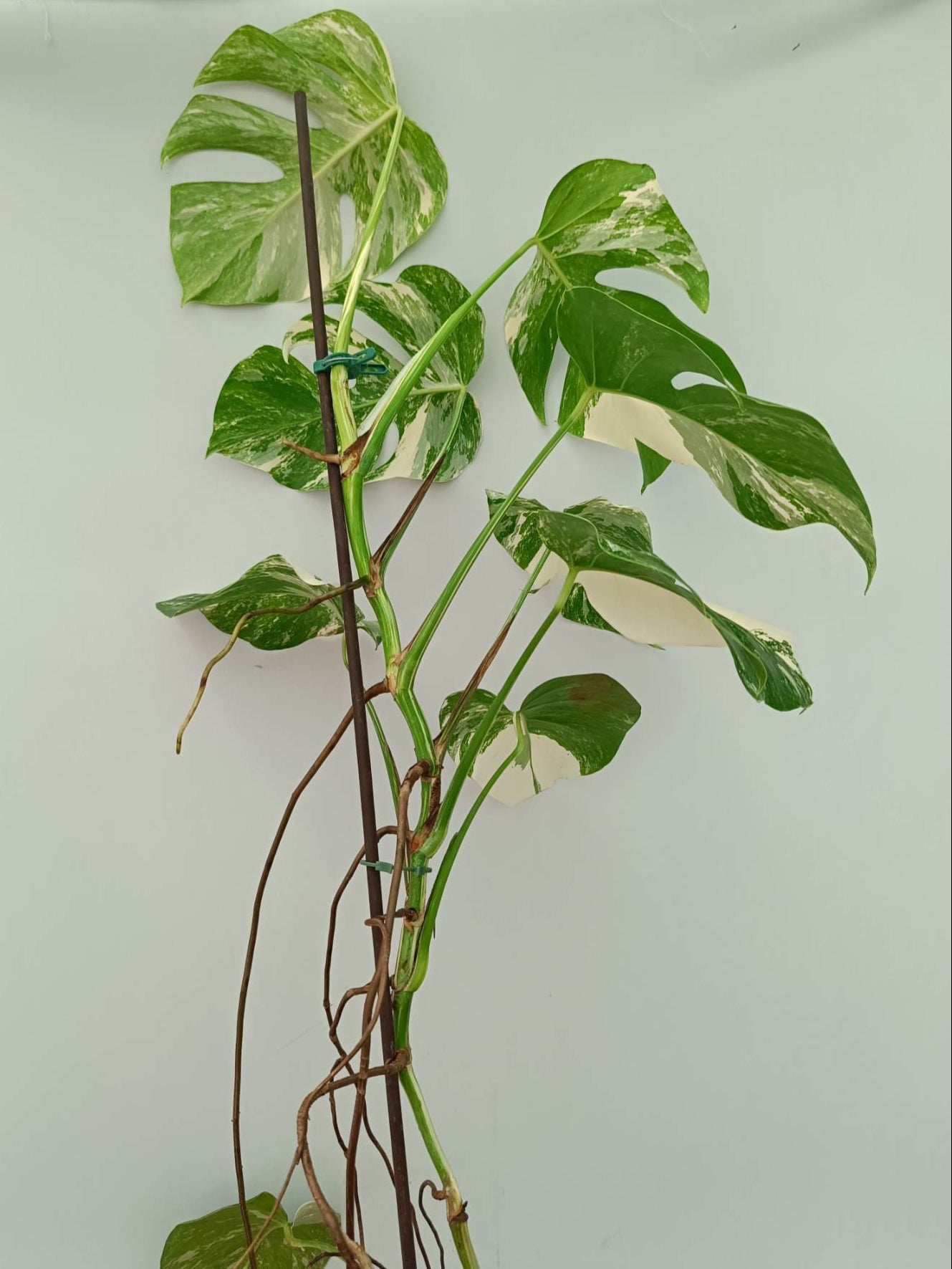 monstera ivy plant Monstera Albo Variegata