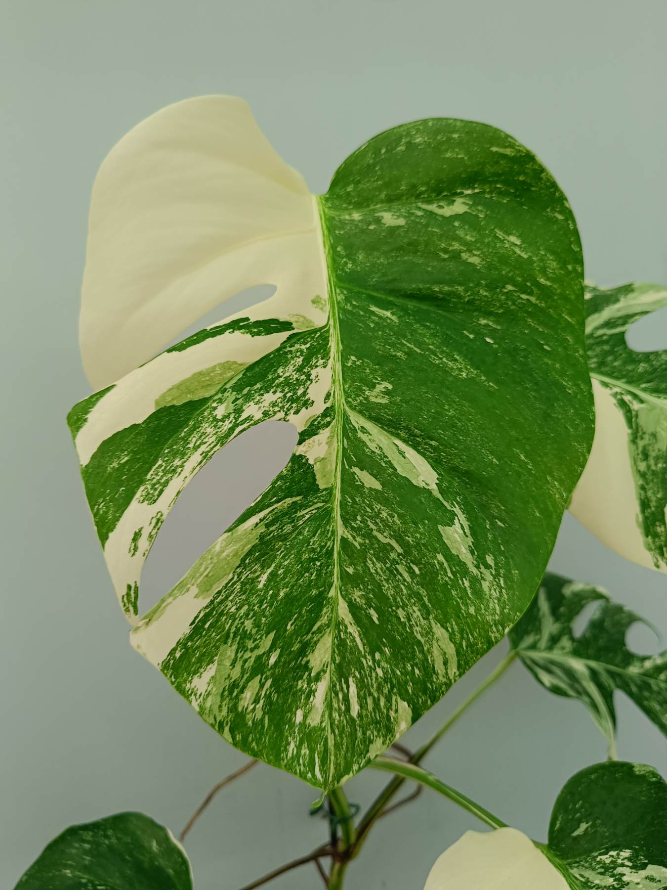Monstera Albo Variegata