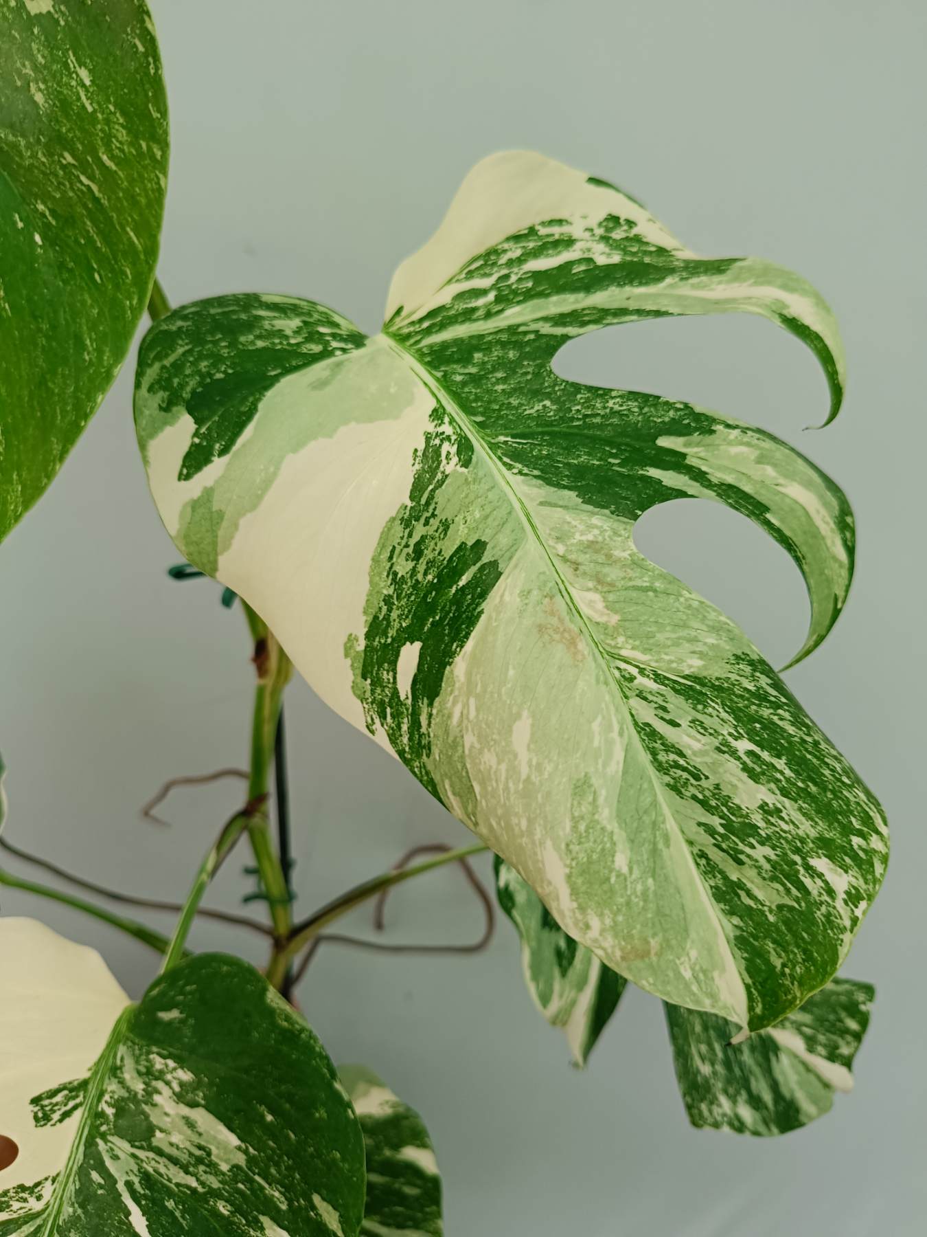 Monstera Albo Variegata