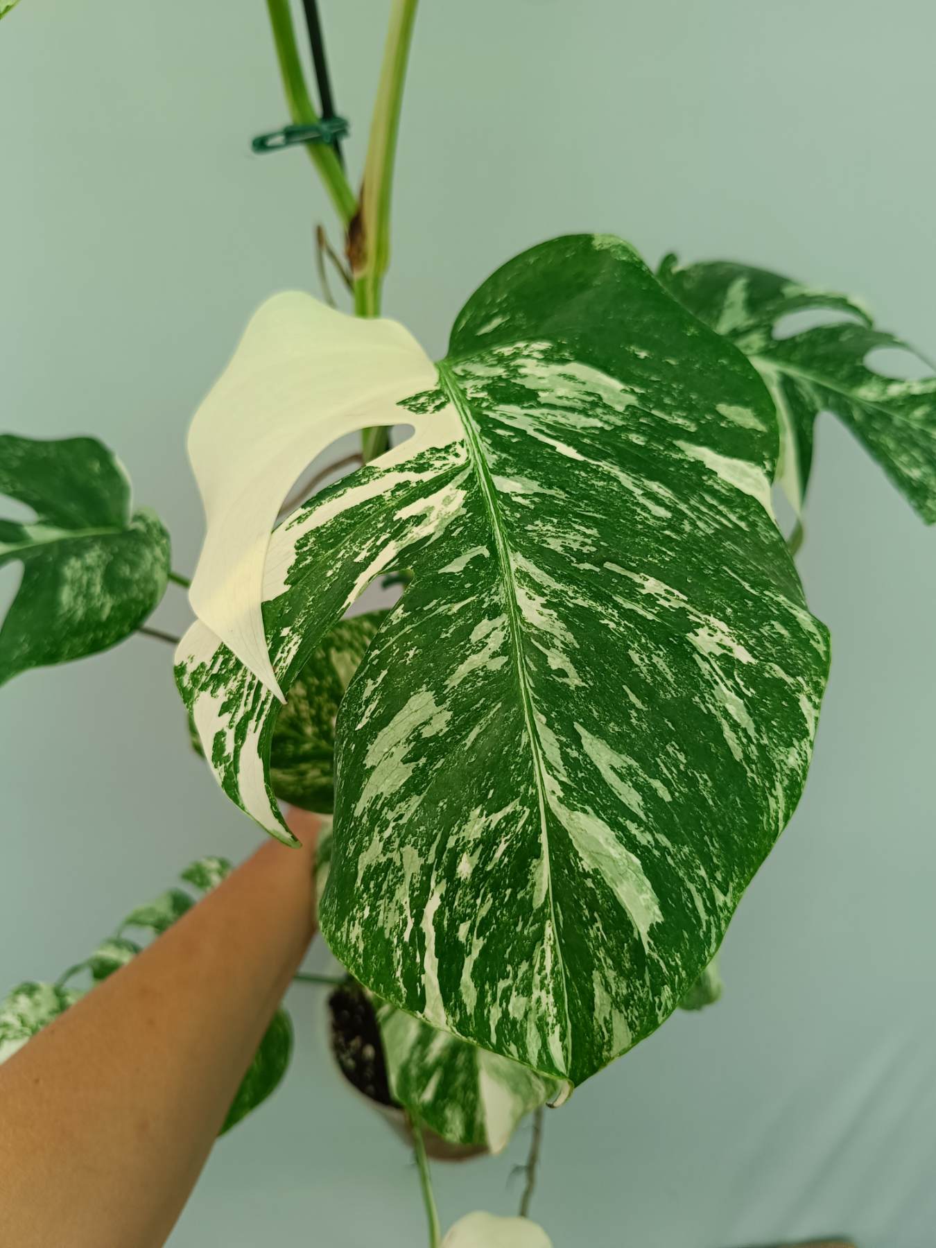 Monstera Albo Variegata