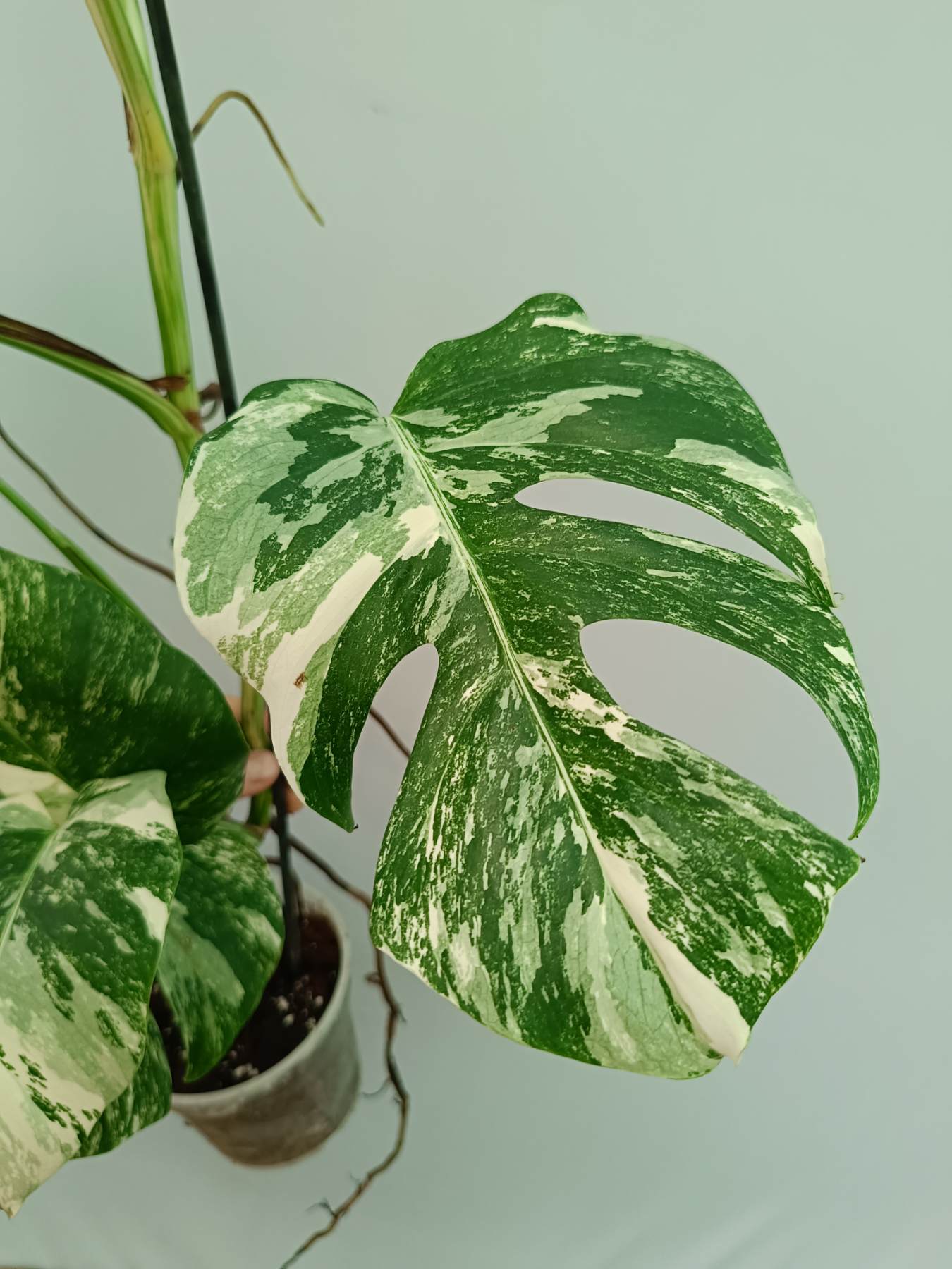 Monstera Albo Variegata