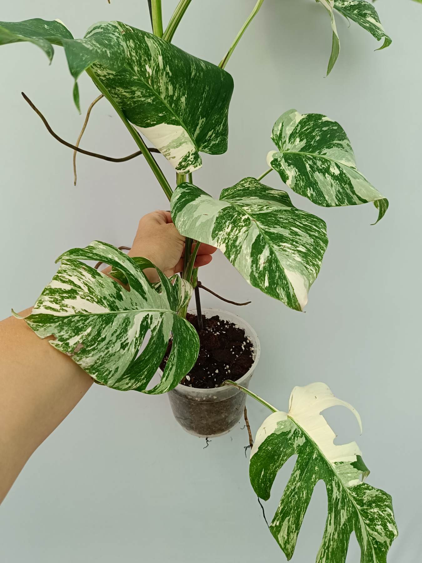 Monstera Albo Variegata