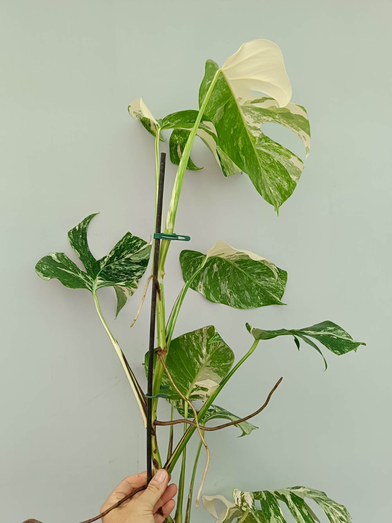 Monstera Albo Variegata