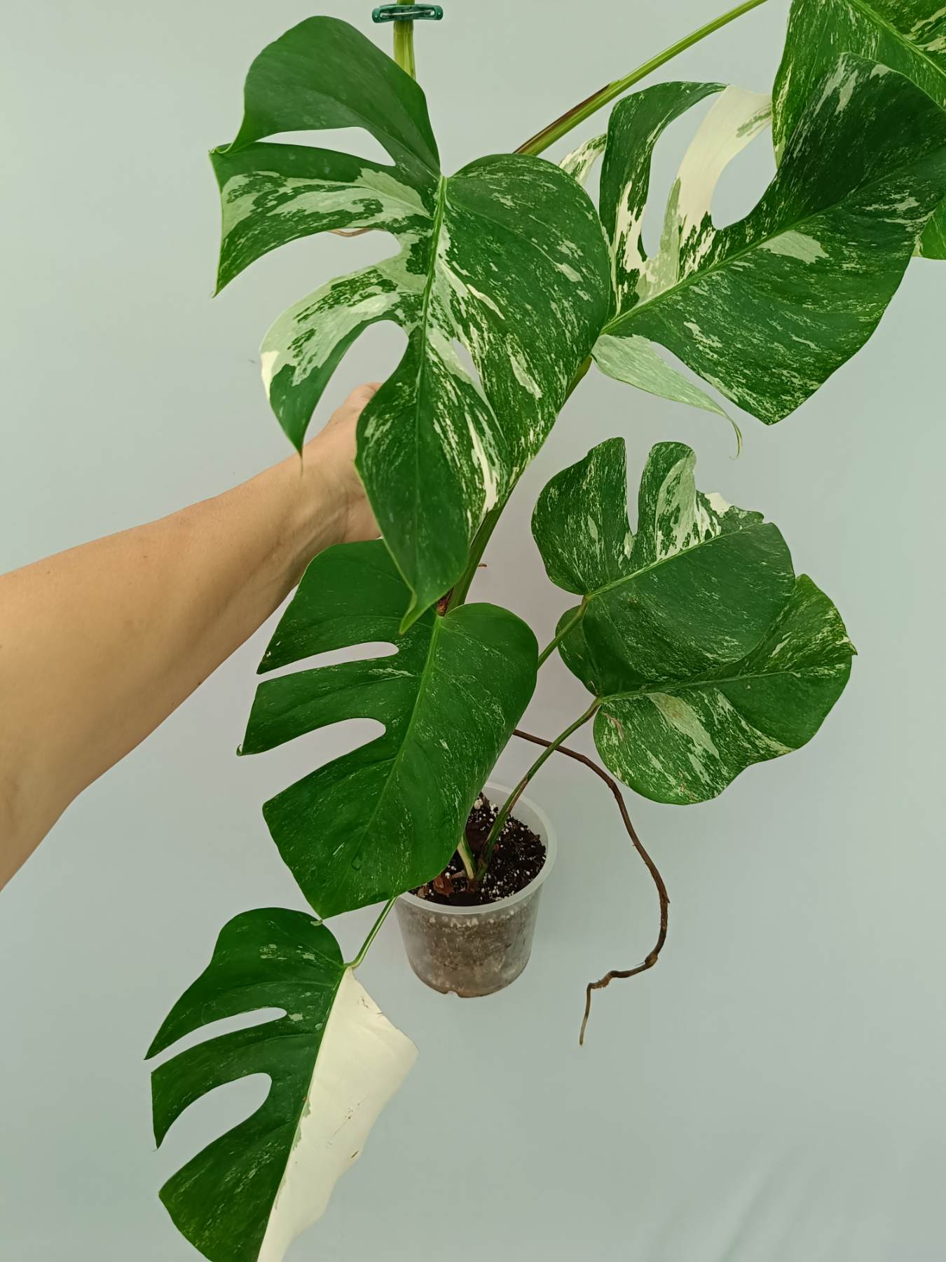 Monstera Albo Variegata