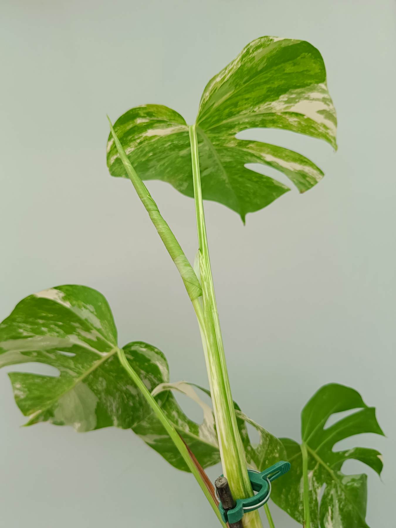 Monstera Albo Variegata