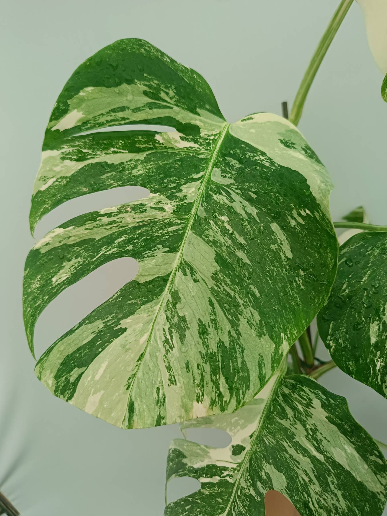 Monstera Albo Variegata