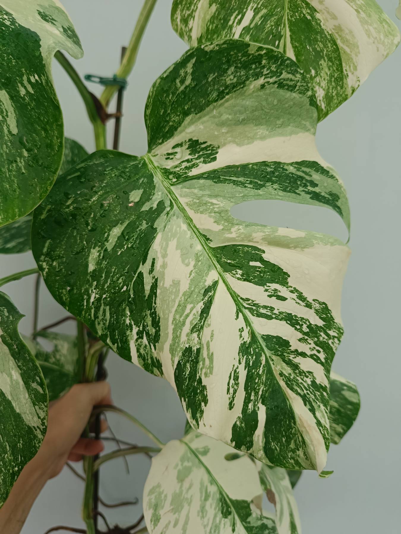 Monstera Albo Variegata