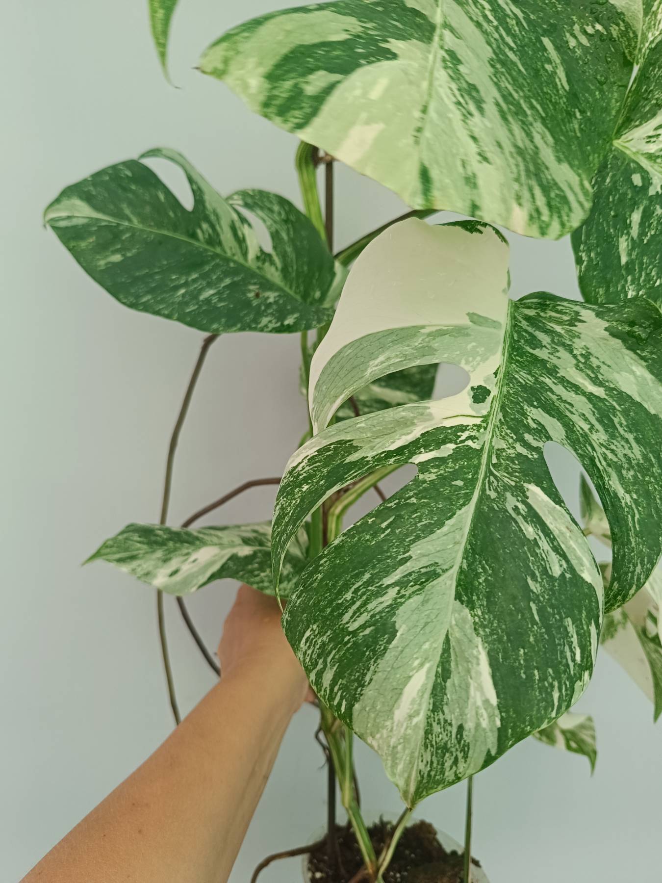 Monstera Albo Variegata