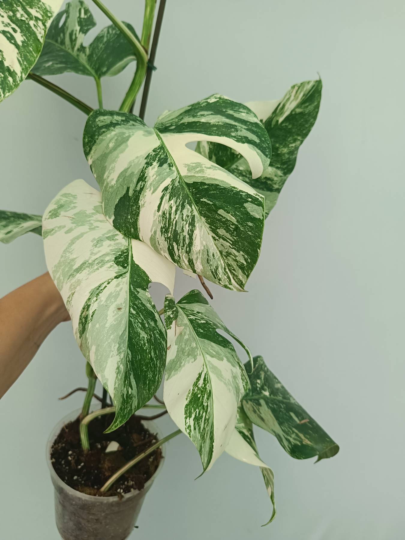 Monstera Albo Variegata