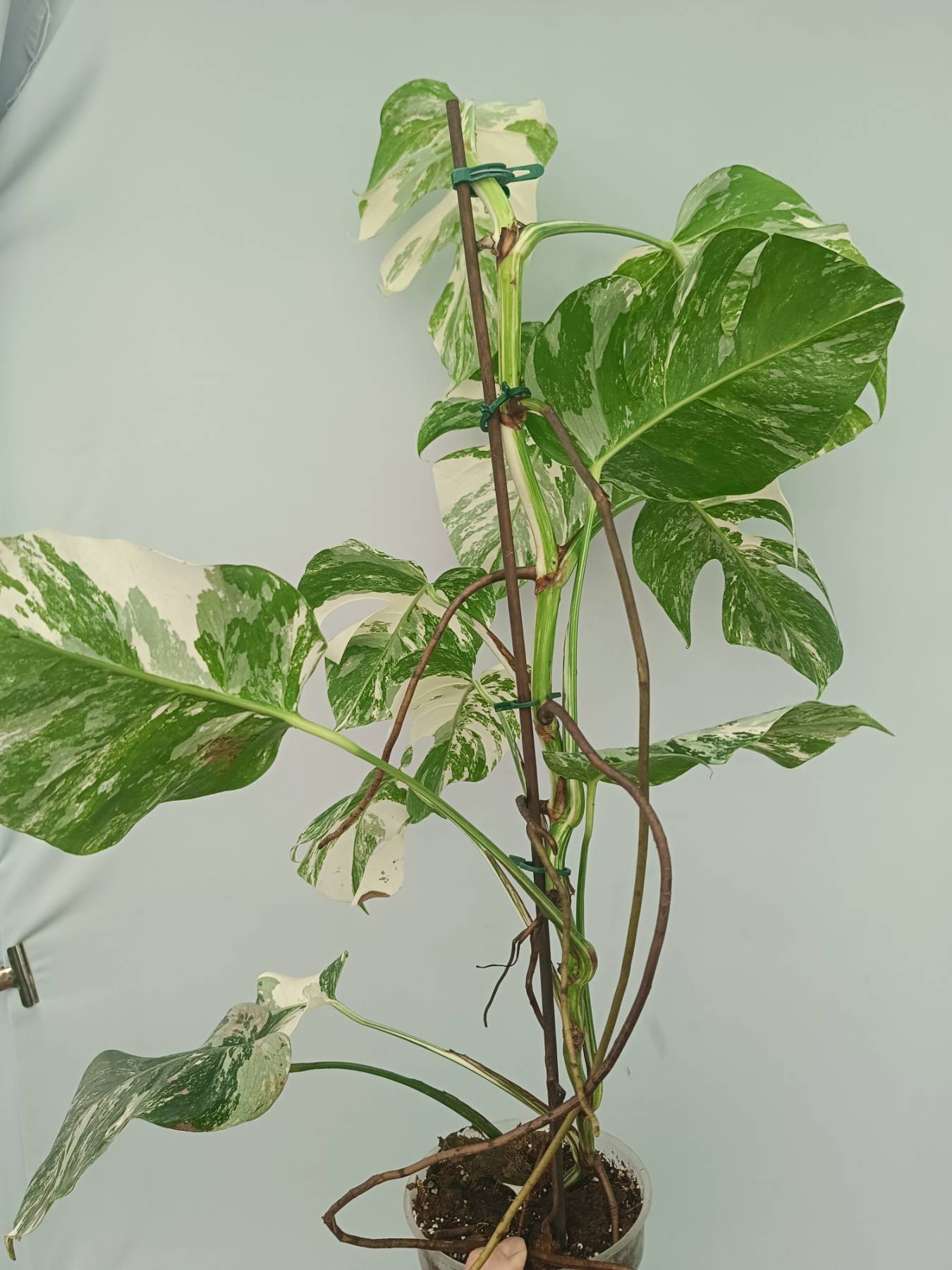 Monstera Albo Variegata