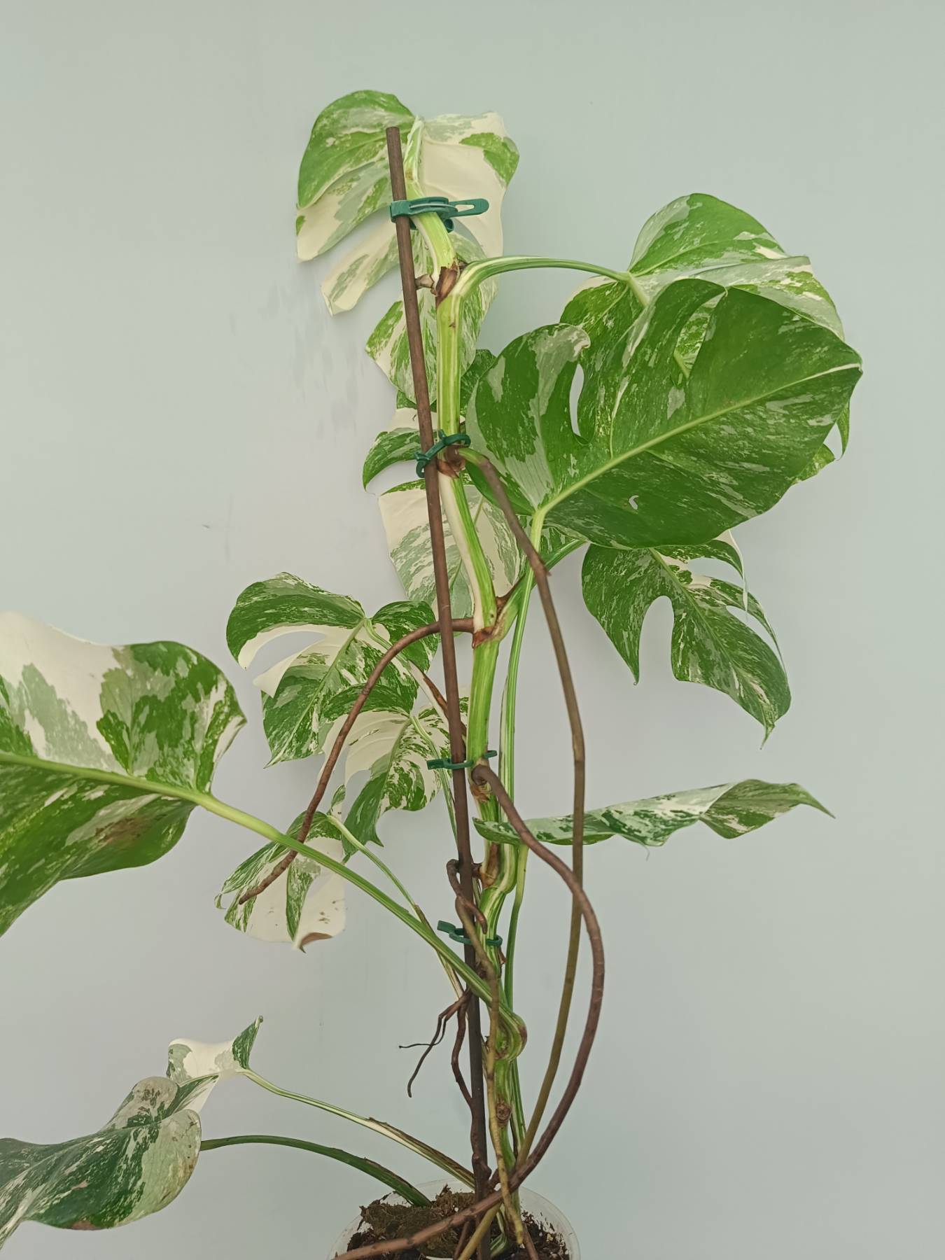 Monstera Albo Variegata