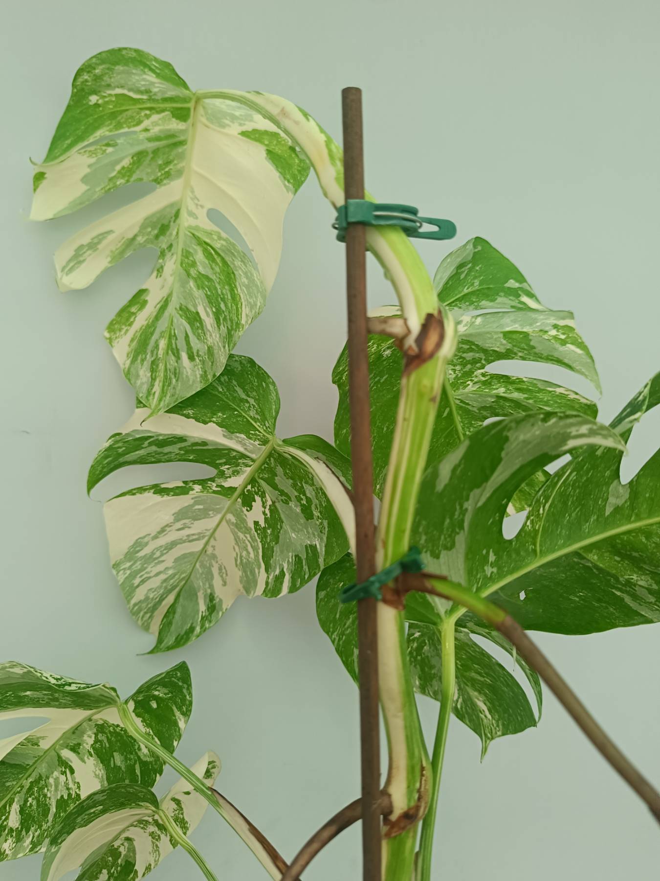 Monstera Albo Variegata