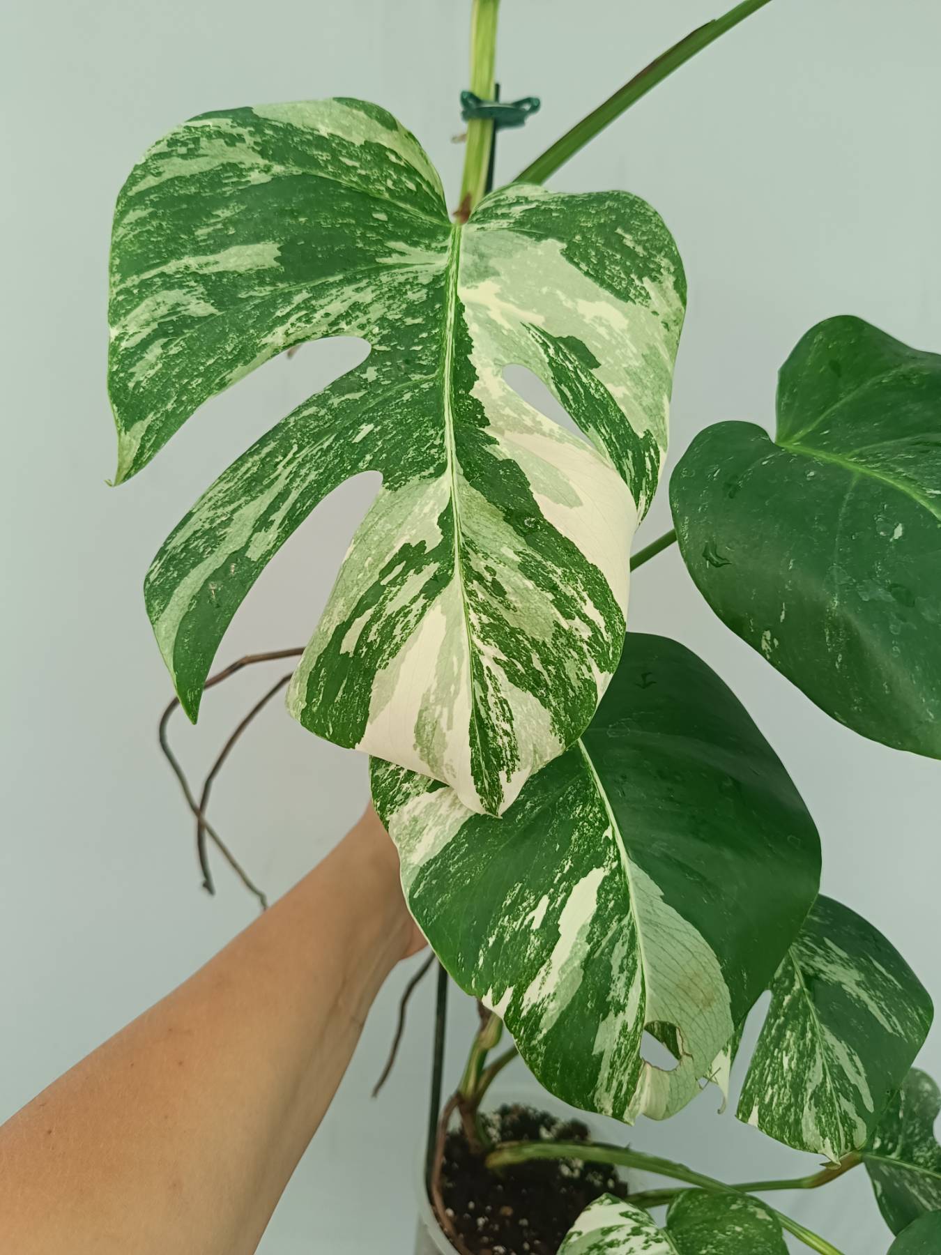Monstera Albo Variegata