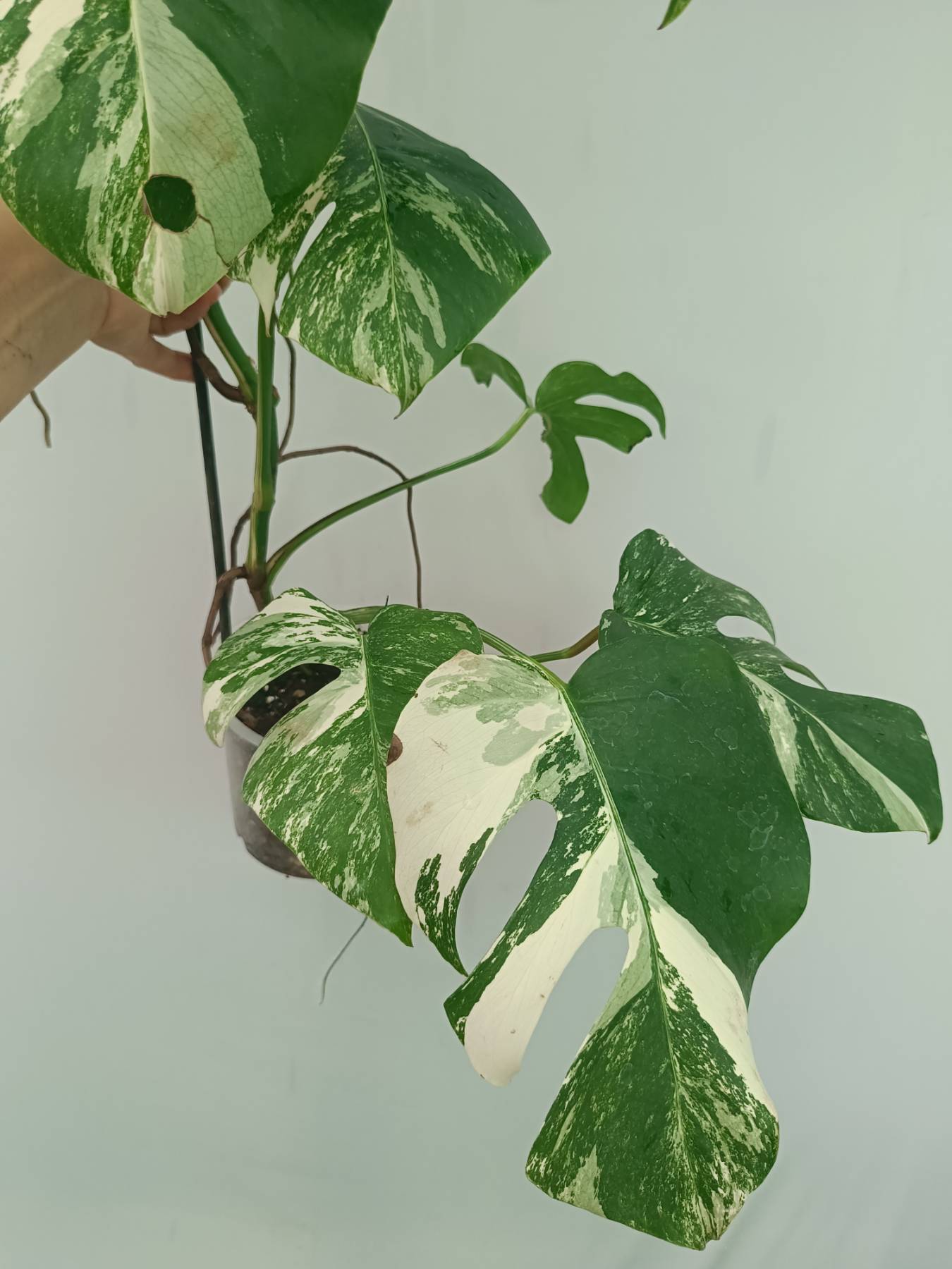 Monstera Albo Variegata