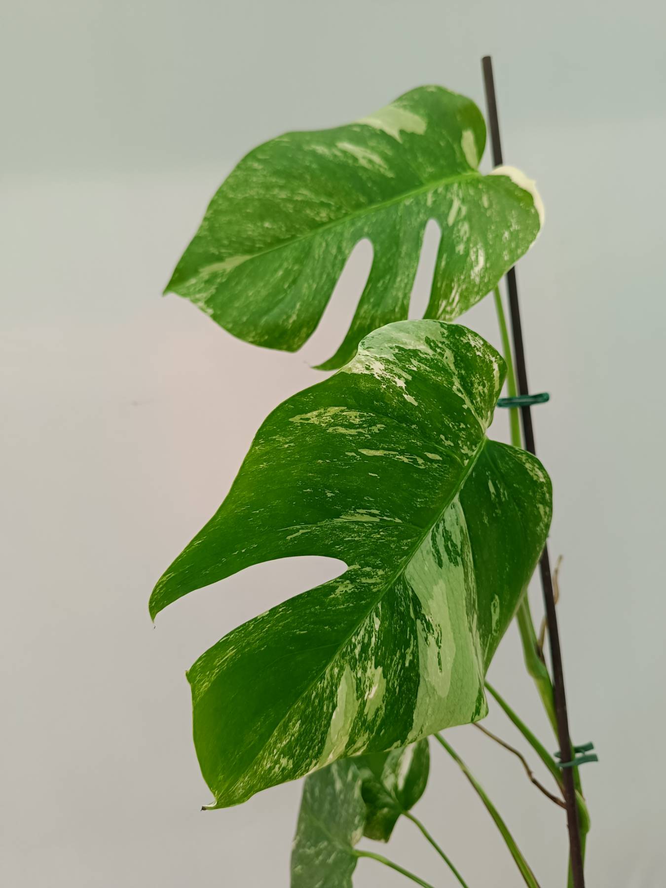 Monstera Albo Variegata