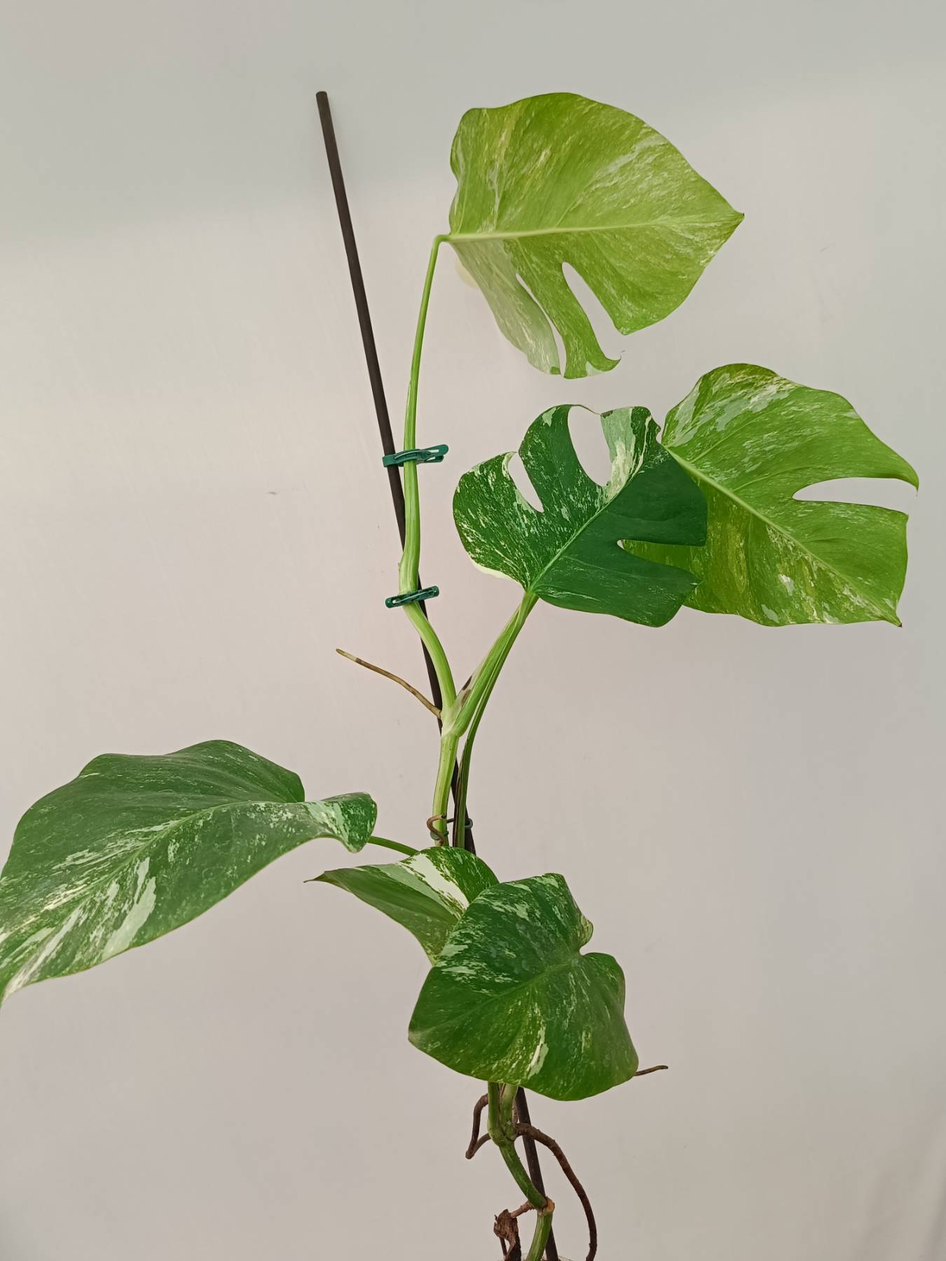 Monstera Albo Variegata