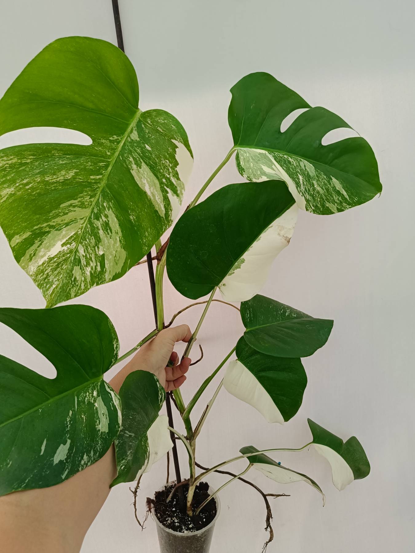 Monstera Albo Variegata