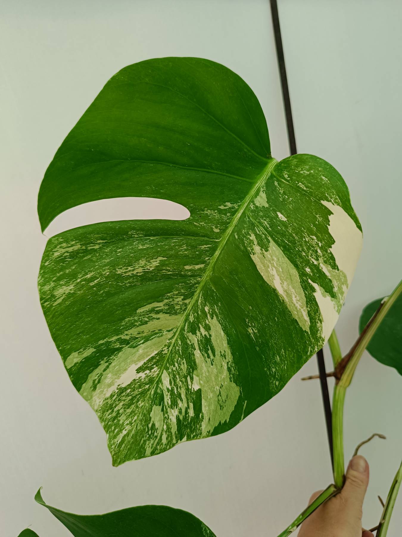 Monstera Albo Variegata