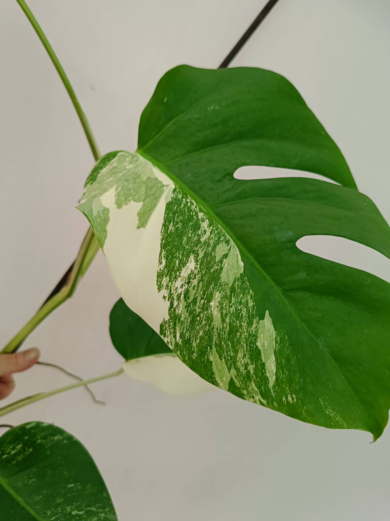 Monstera Albo Variegata