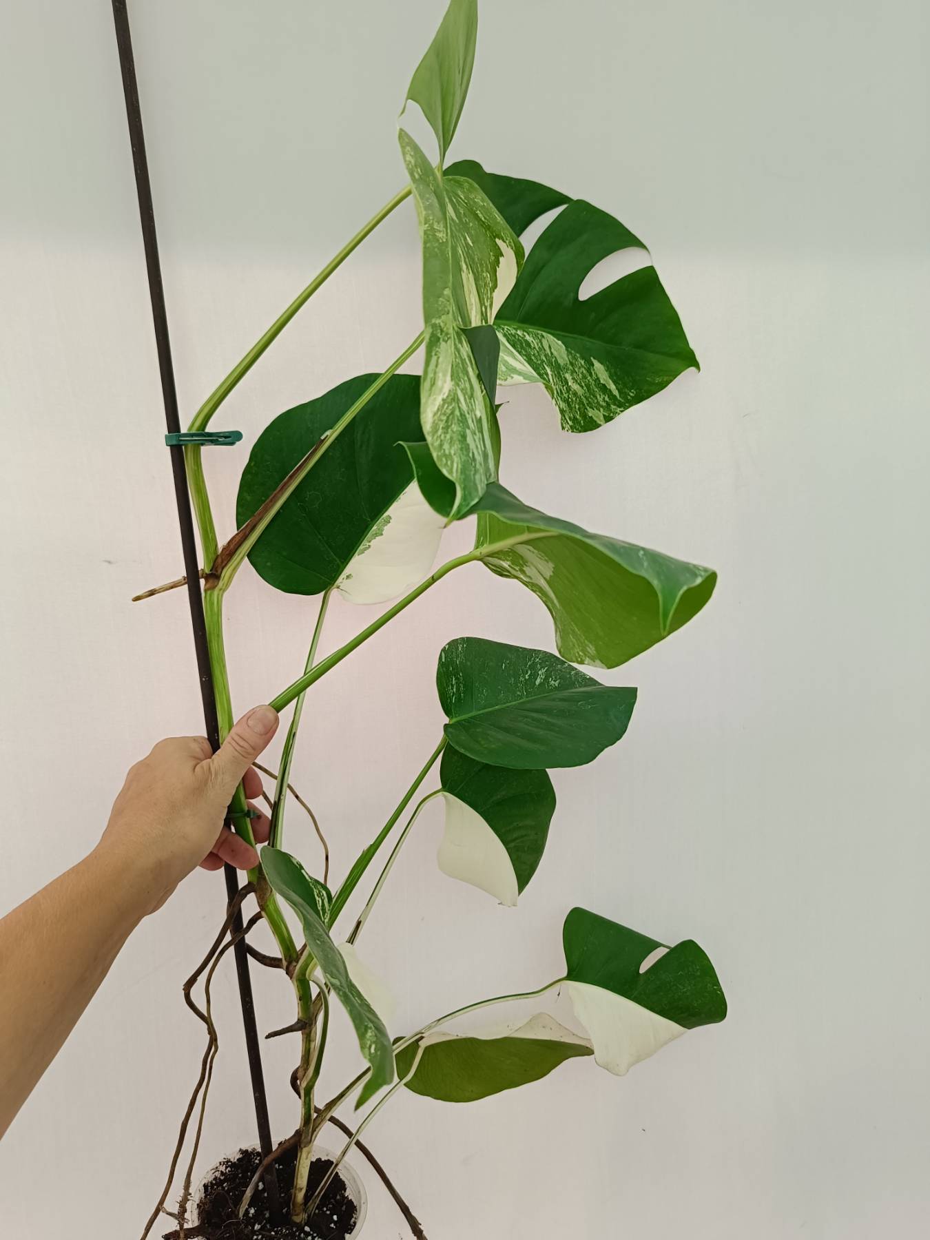 Monstera Albo Variegata