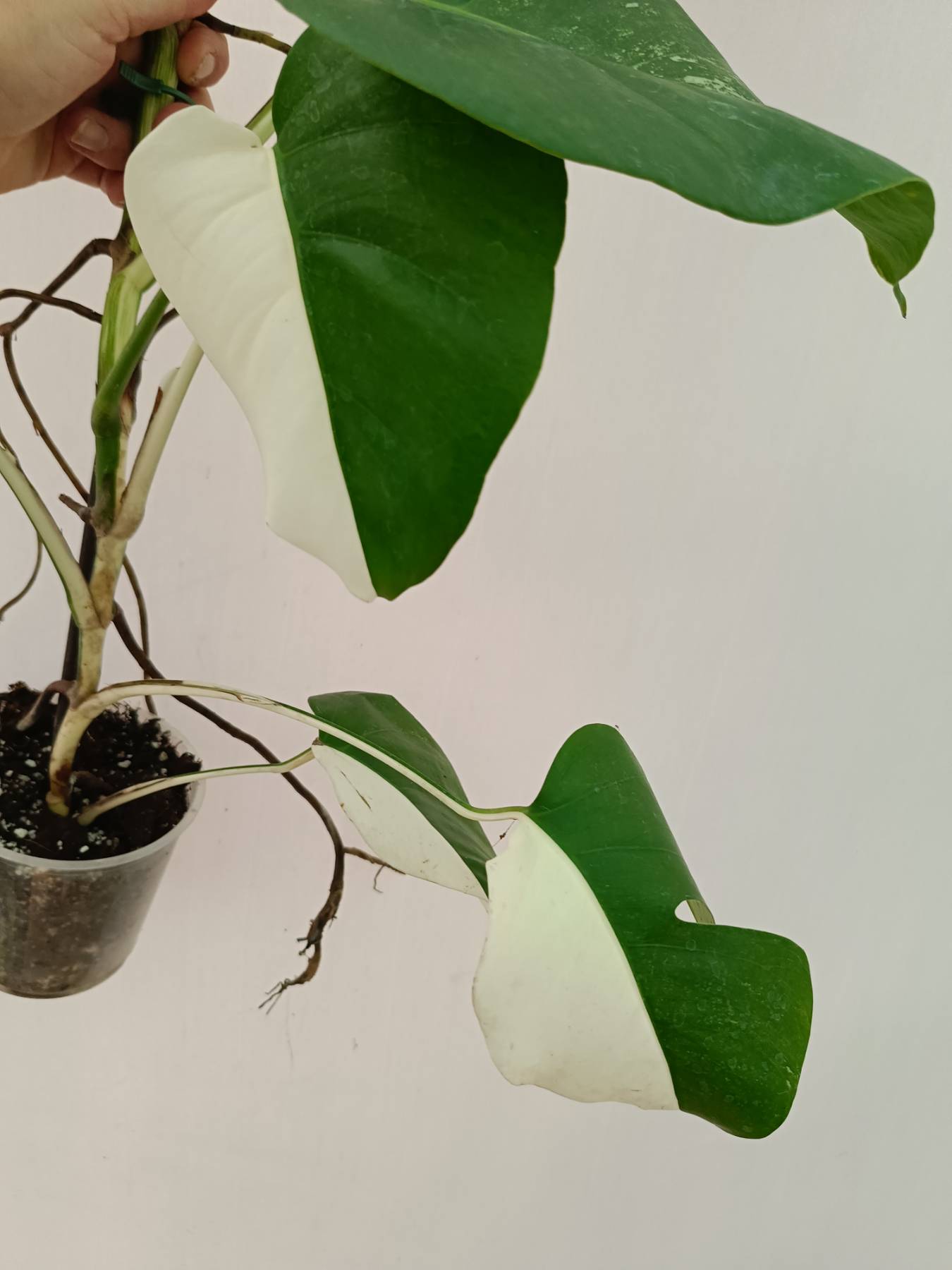 Monstera Albo Variegata