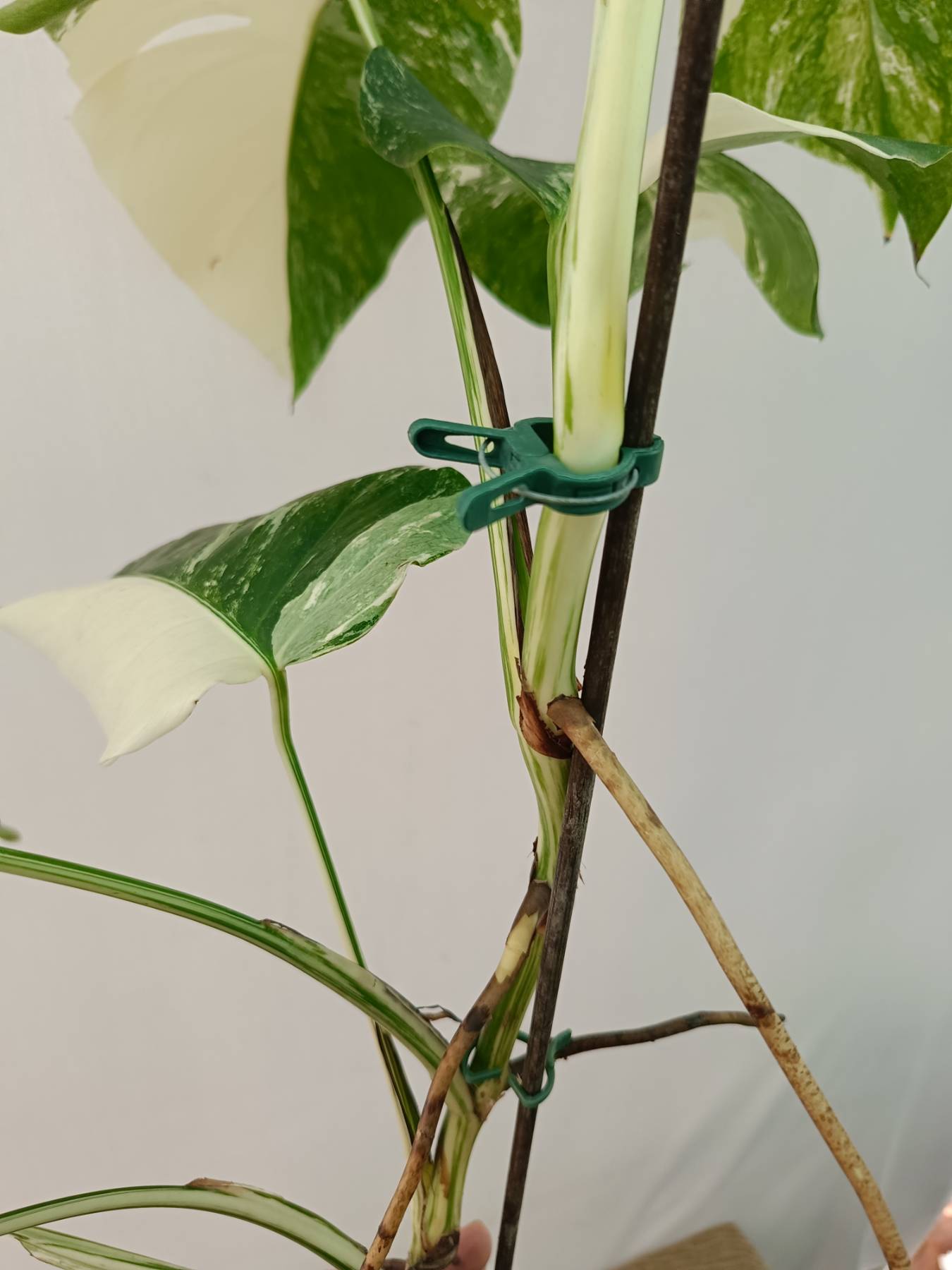 Monstera Albo Variegata